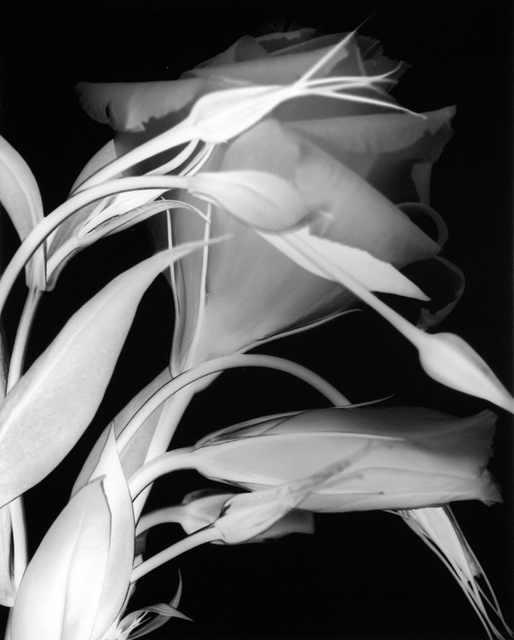 Lisianthus (Number 3), 2000
