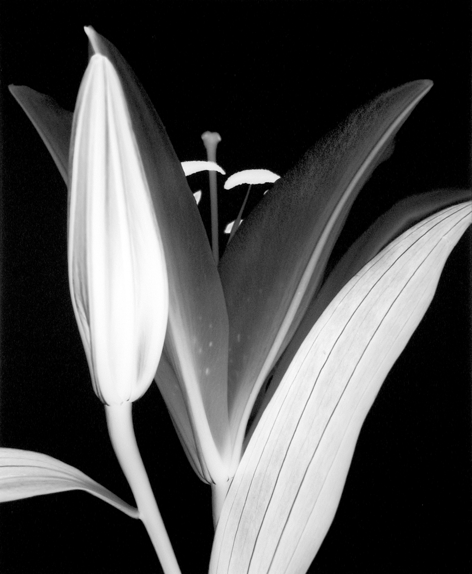Lily Bud (Number 1), 1997