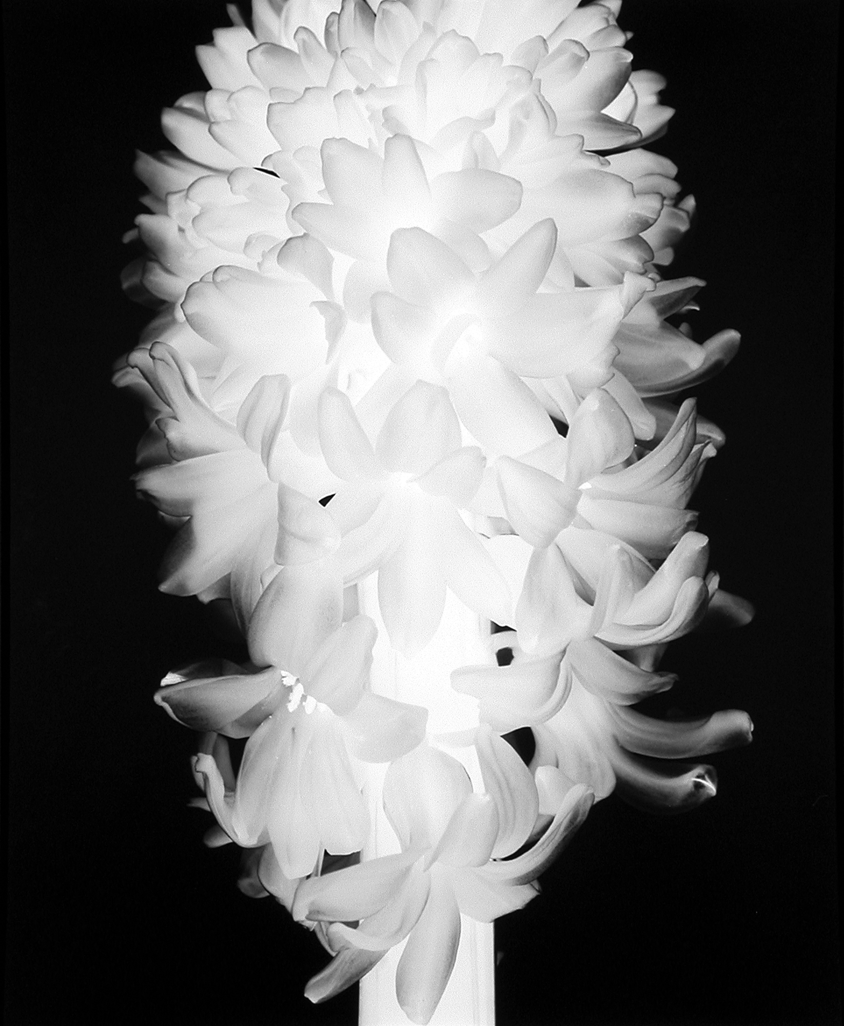 Hyacinth (Number 2), 1998