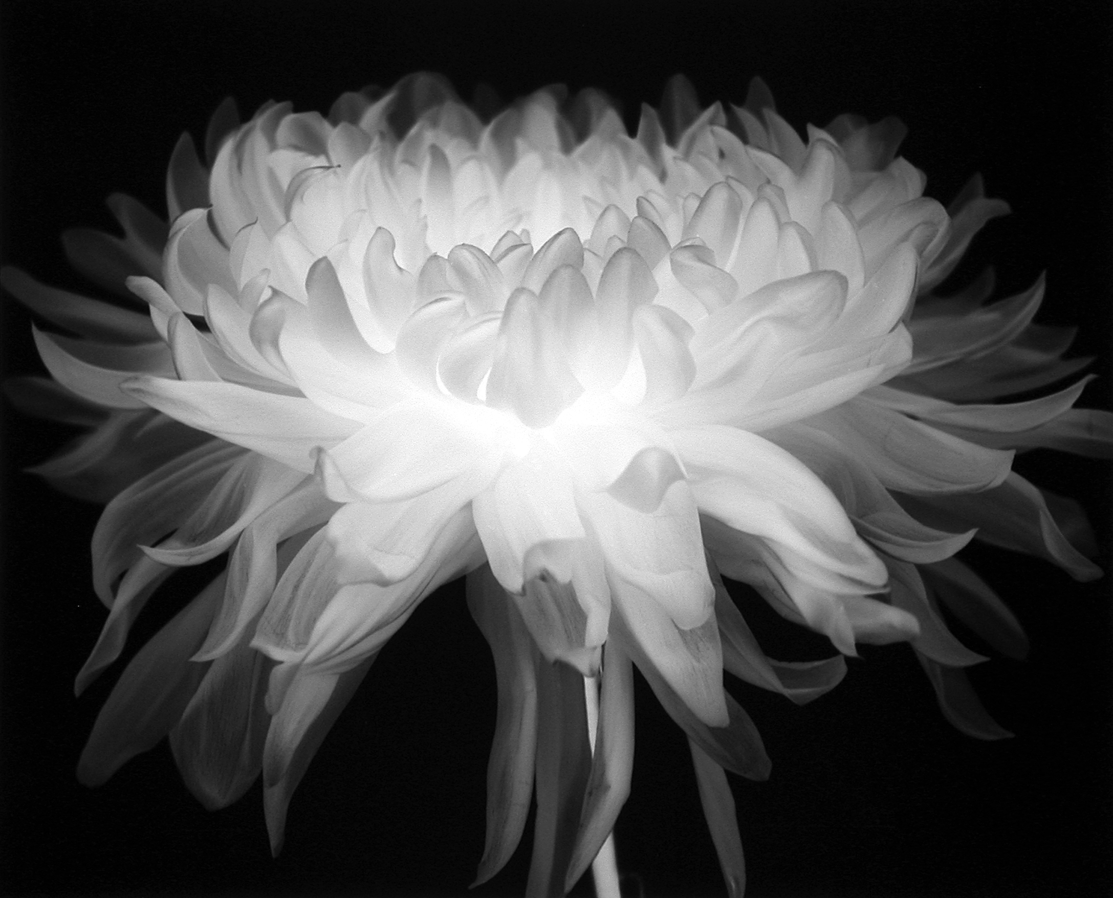 Flower (Number 80), 1997