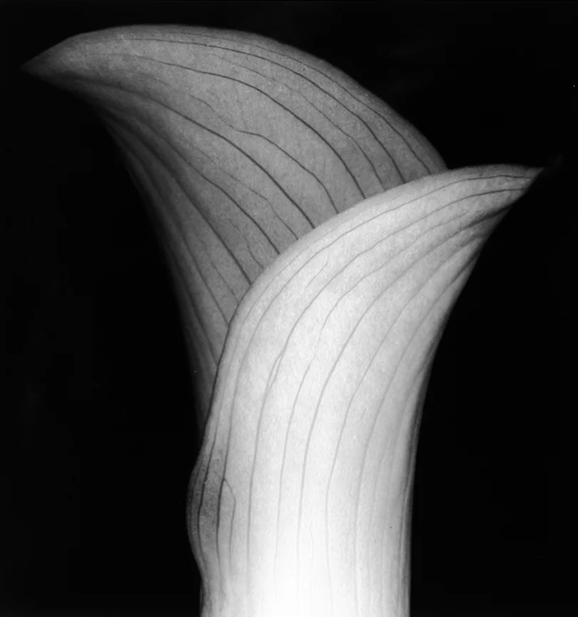 Flower (Number 19), 1996