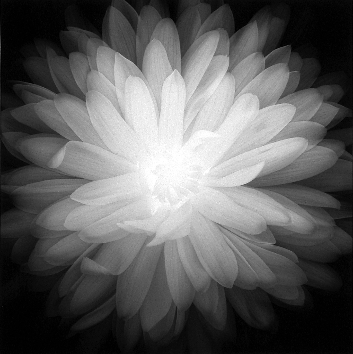 Chrysanthemum (Number 1), 1995