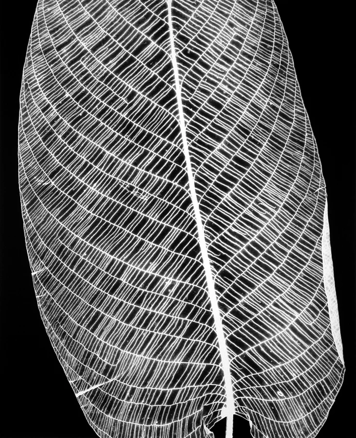 Prayer Plant, 1990
