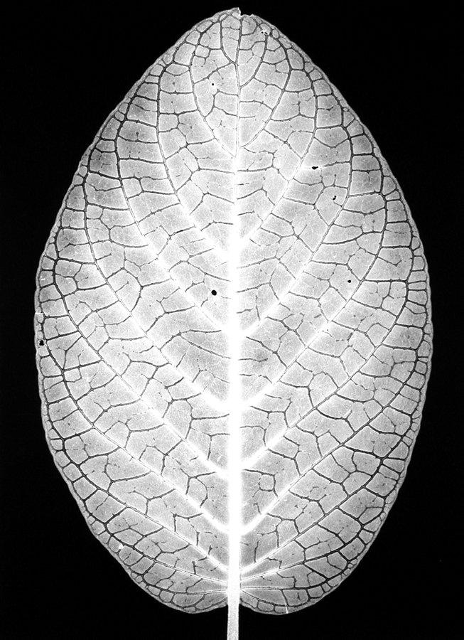Silver Nerve Plant, 1990