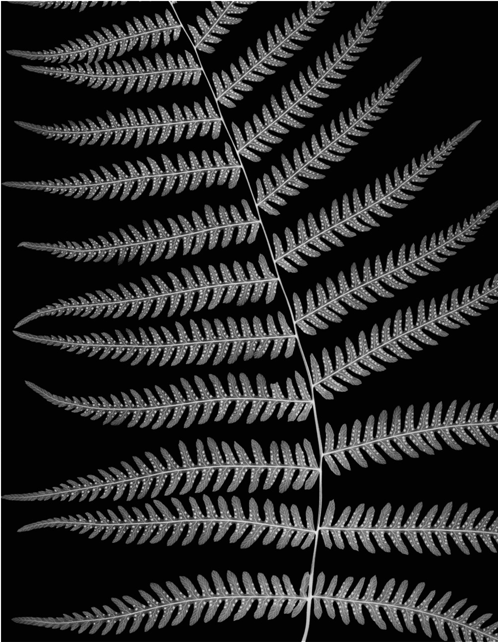 Northern Lady Fern, 2005