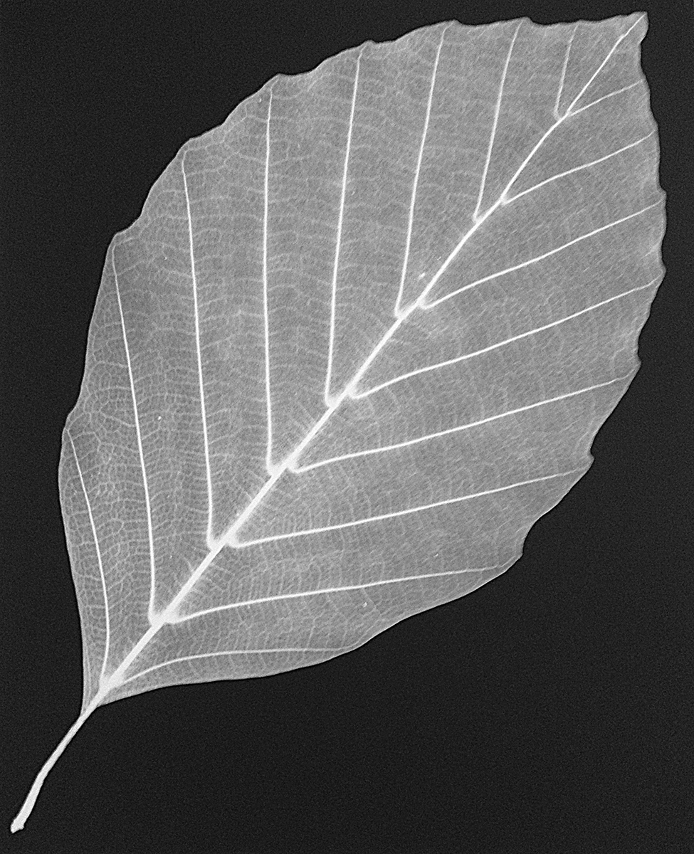 Leaf 35, 2014