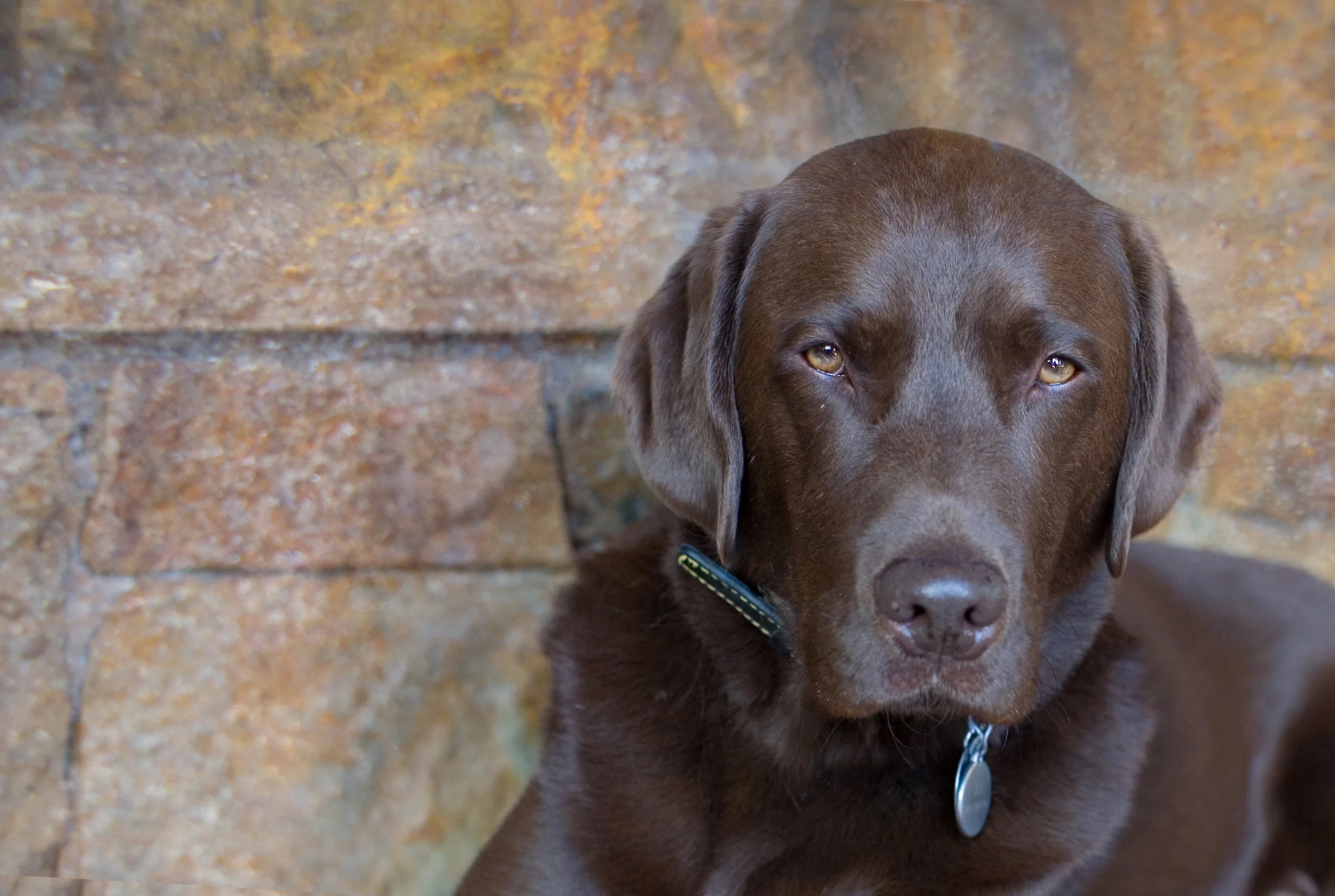 shea dog.jpg