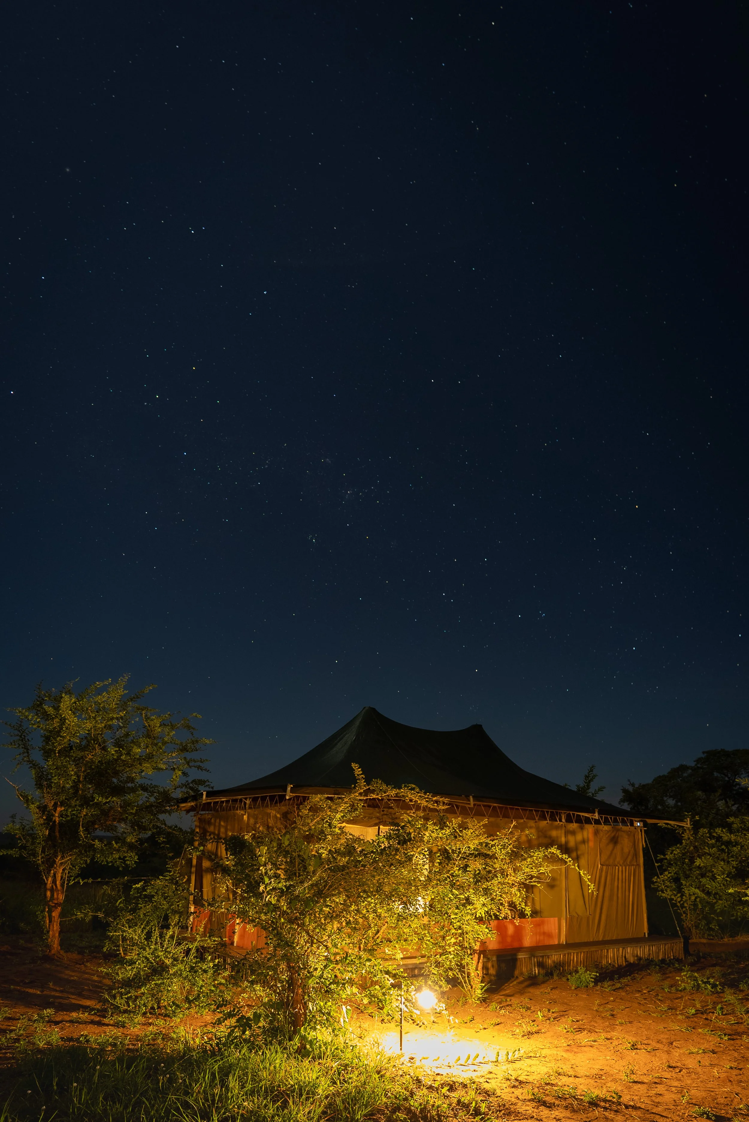 Night sky filled with stars above a luxury safari campsite with trees and illuminated plants in the foreground.