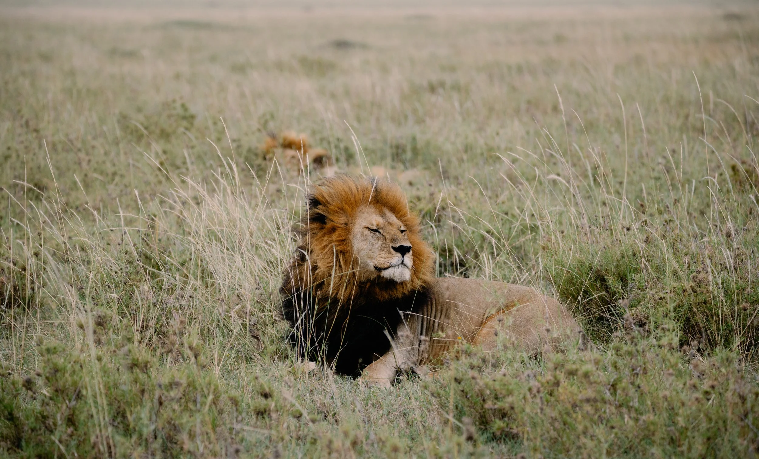 A lion resting in tall grass in a savannah landscape.