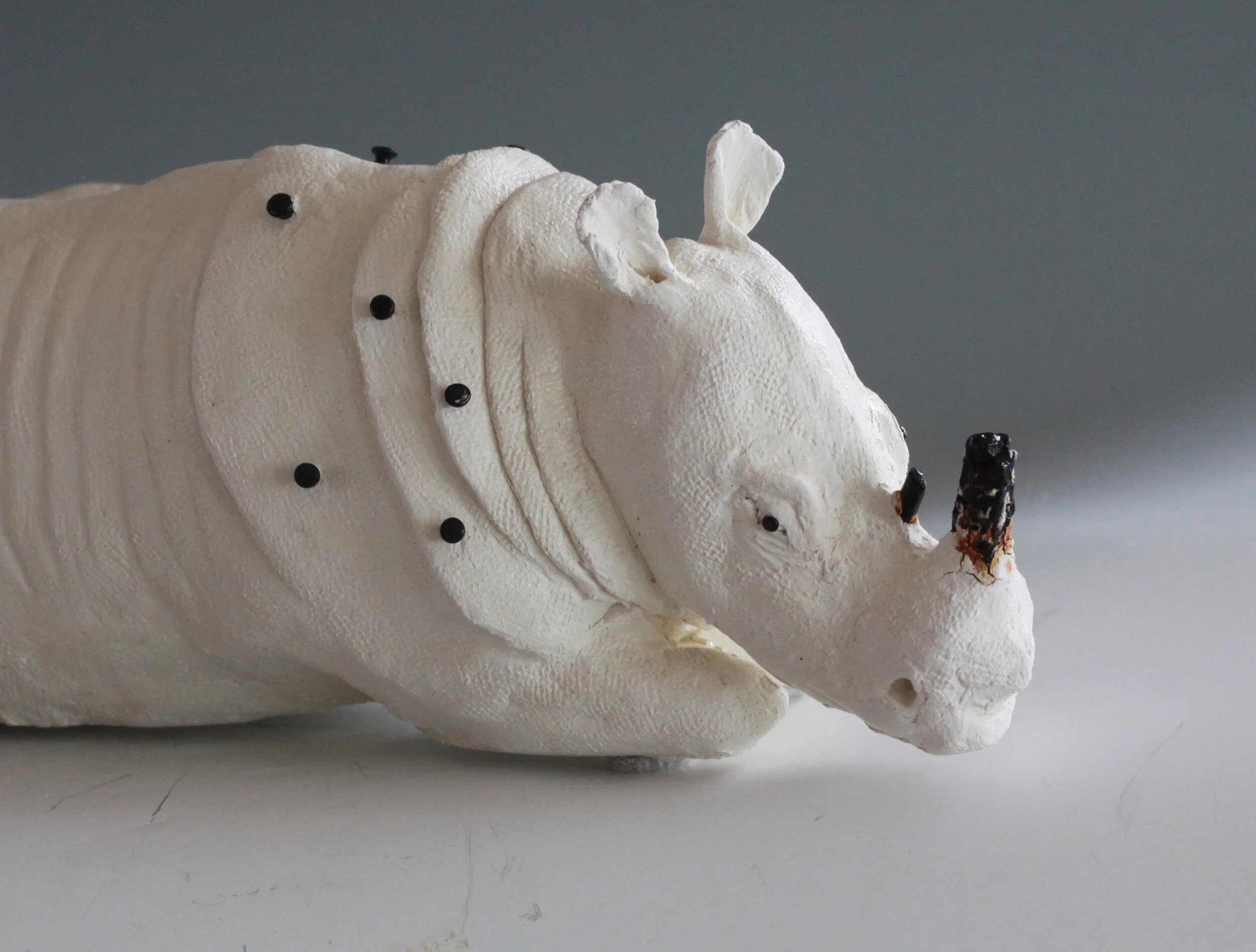 IMG_7760 white rhino 1.jpg