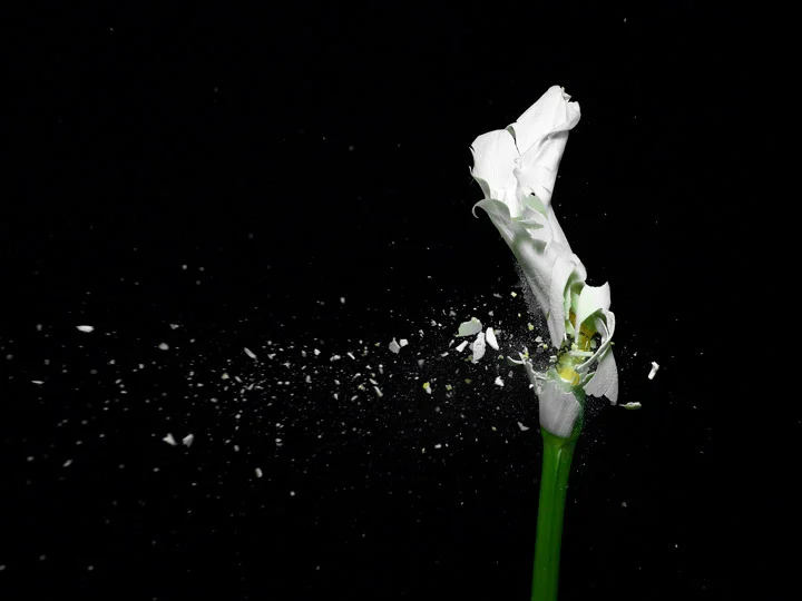 070821az_flower_explode00141.jpg