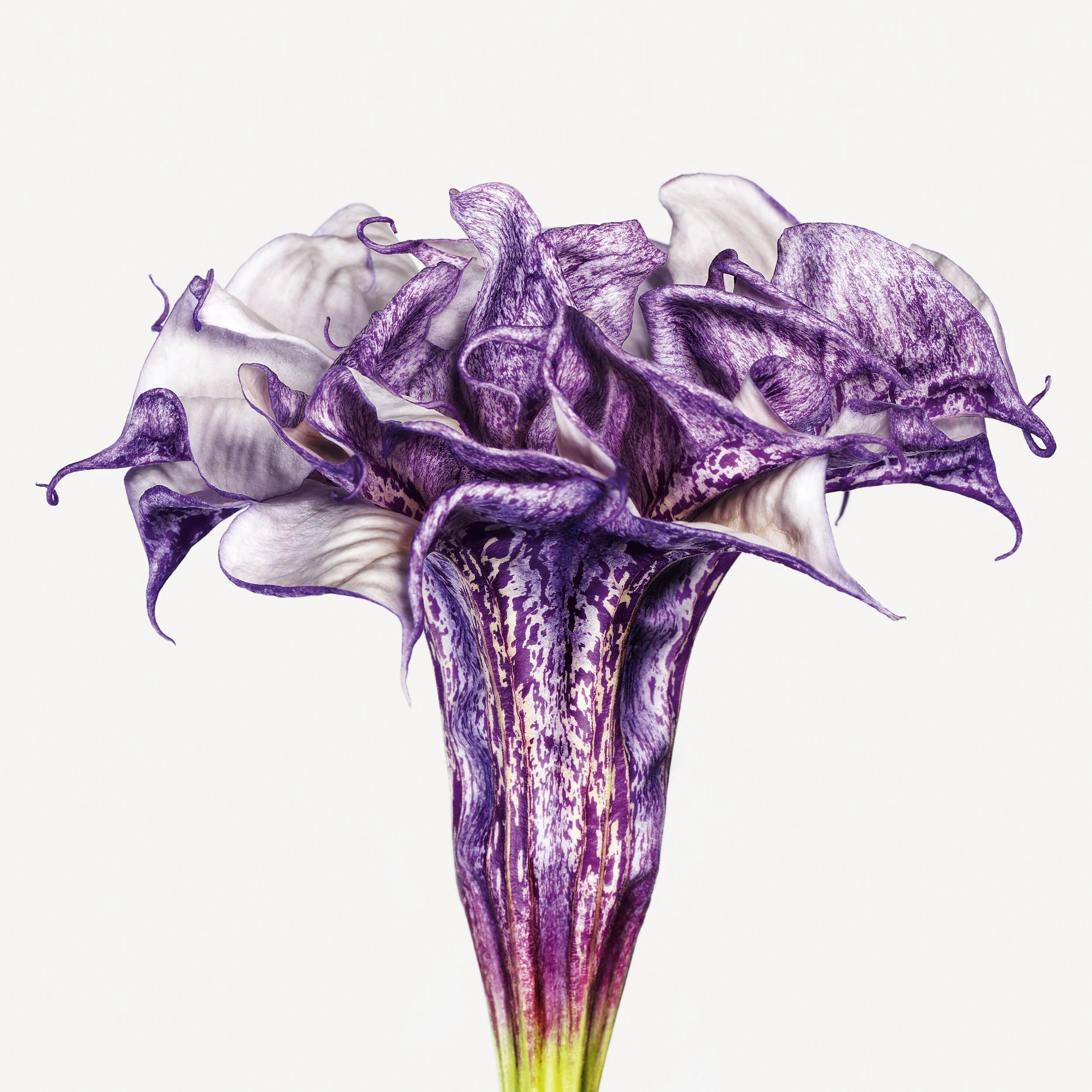 110422FL_Datura_metel_Hybrid_0006.jpg