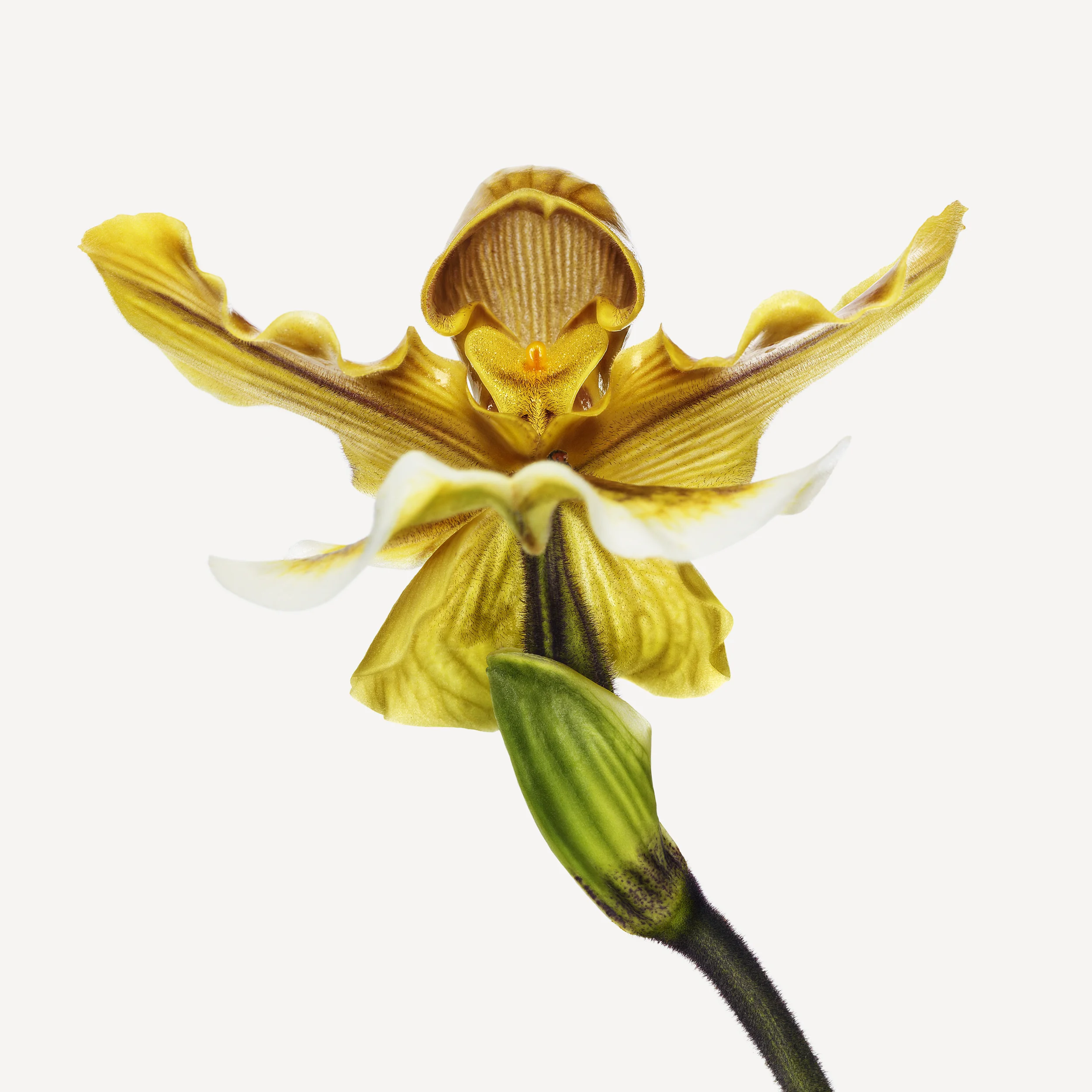 110422FL_paphiopedilum_sarella_marsala_ 19459.jpg