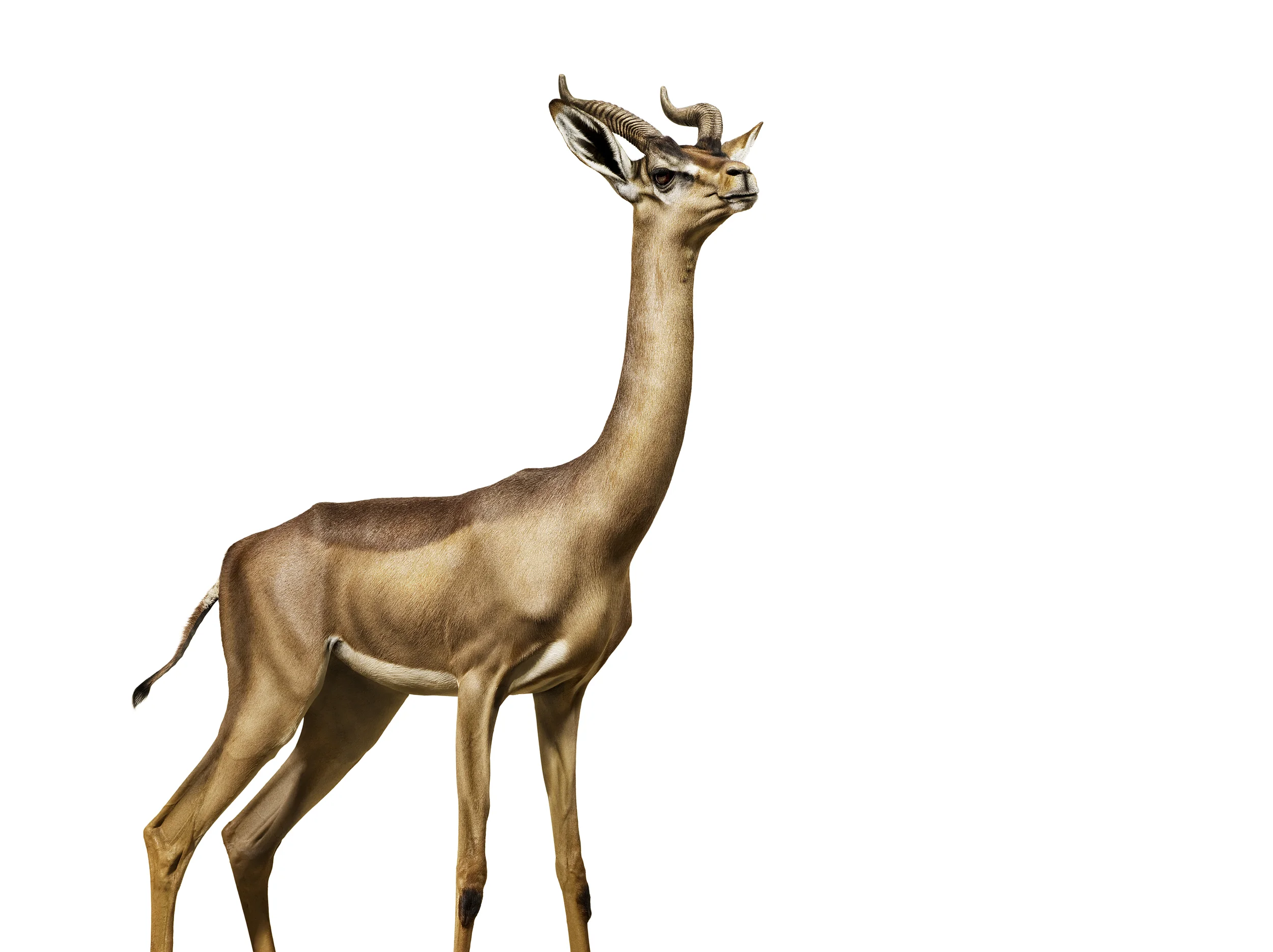 081018AW_gerenuk_00007.jpg