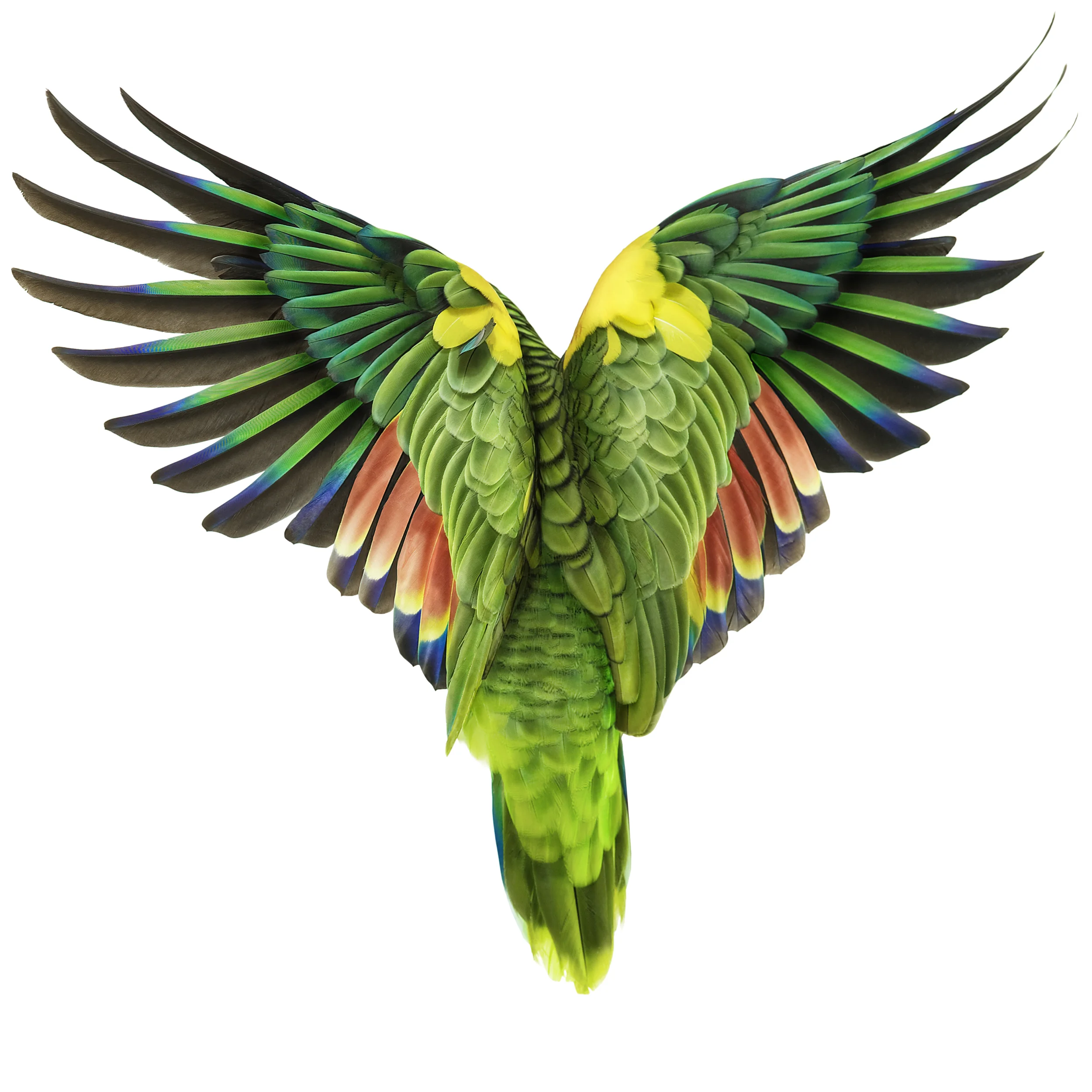081908BI_blue_fronted_amazon_00032.jpg