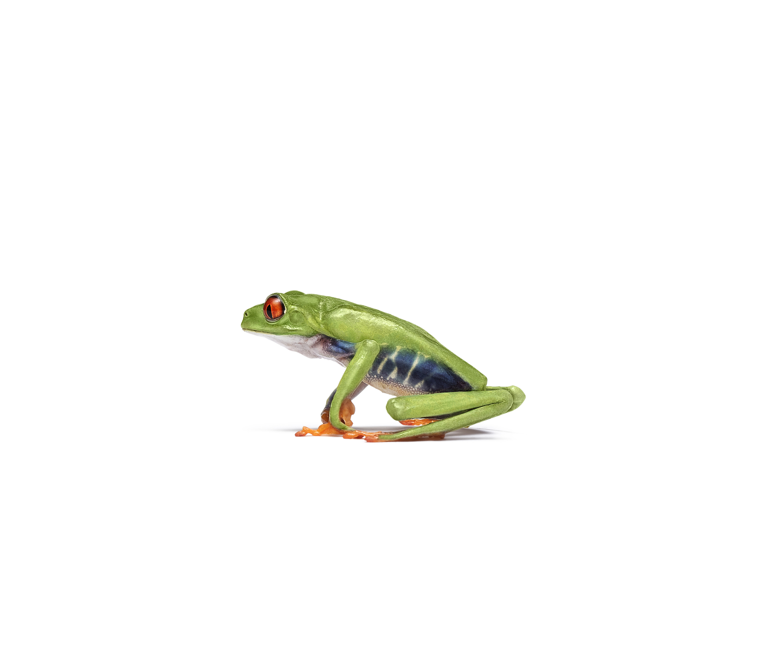 051101PU_frog_121.jpg