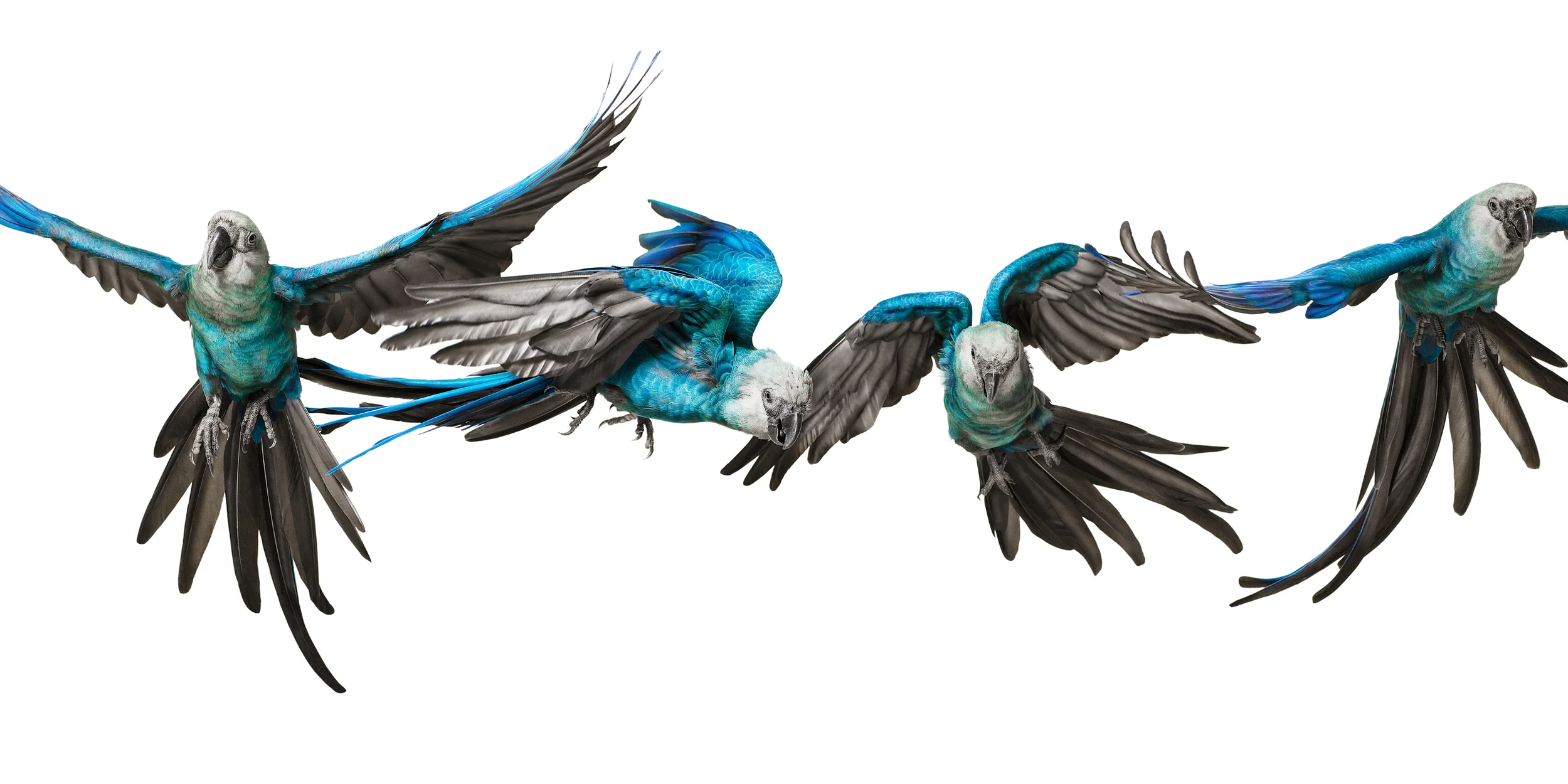 081015AW_spix_macaw_00096.jpg