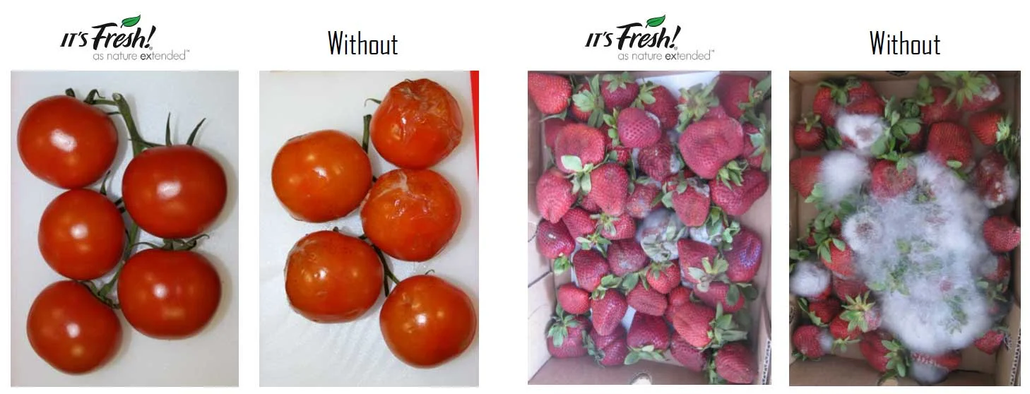 Its-Fresh-Impact.jpg
