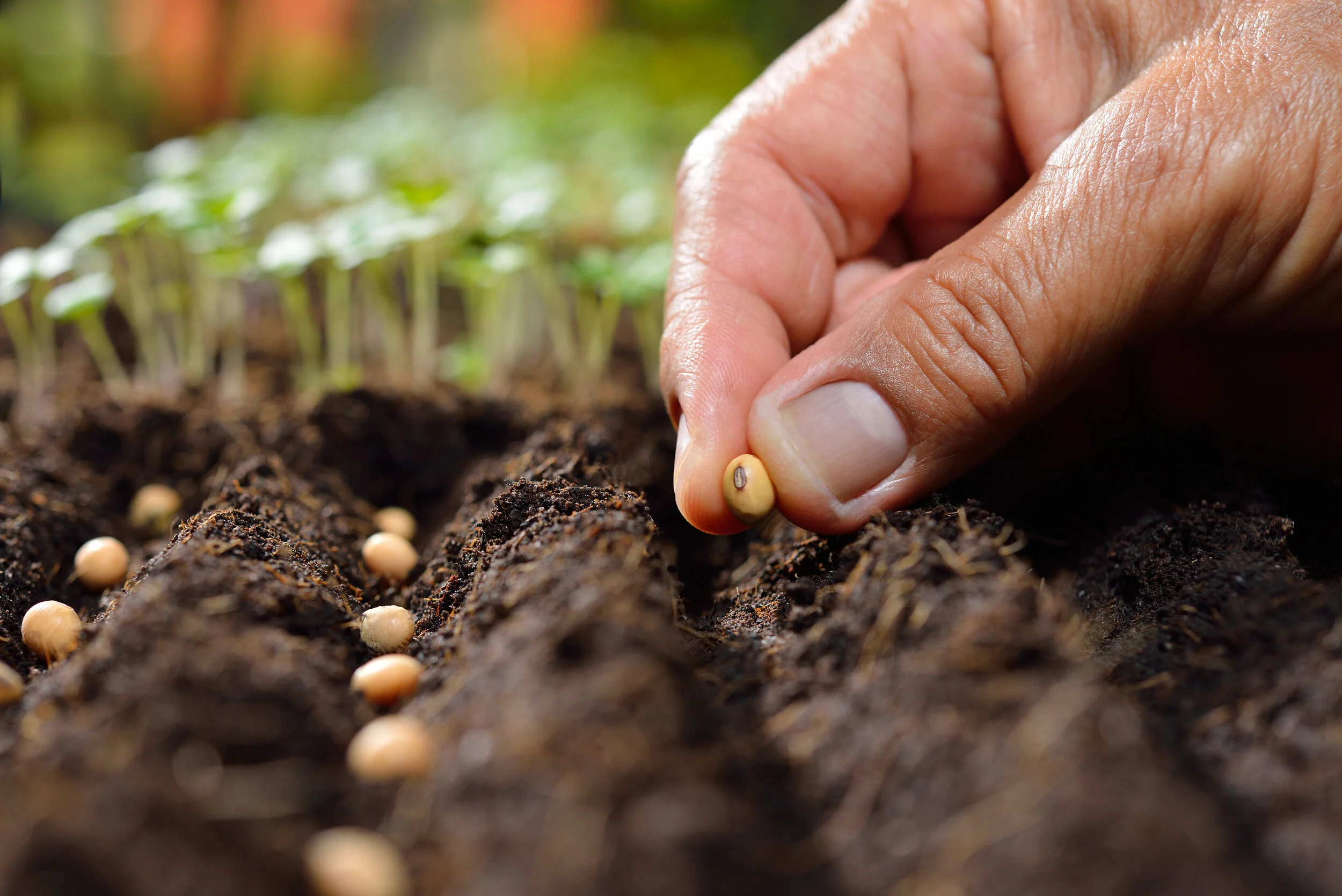 Planting Seeds.jpg