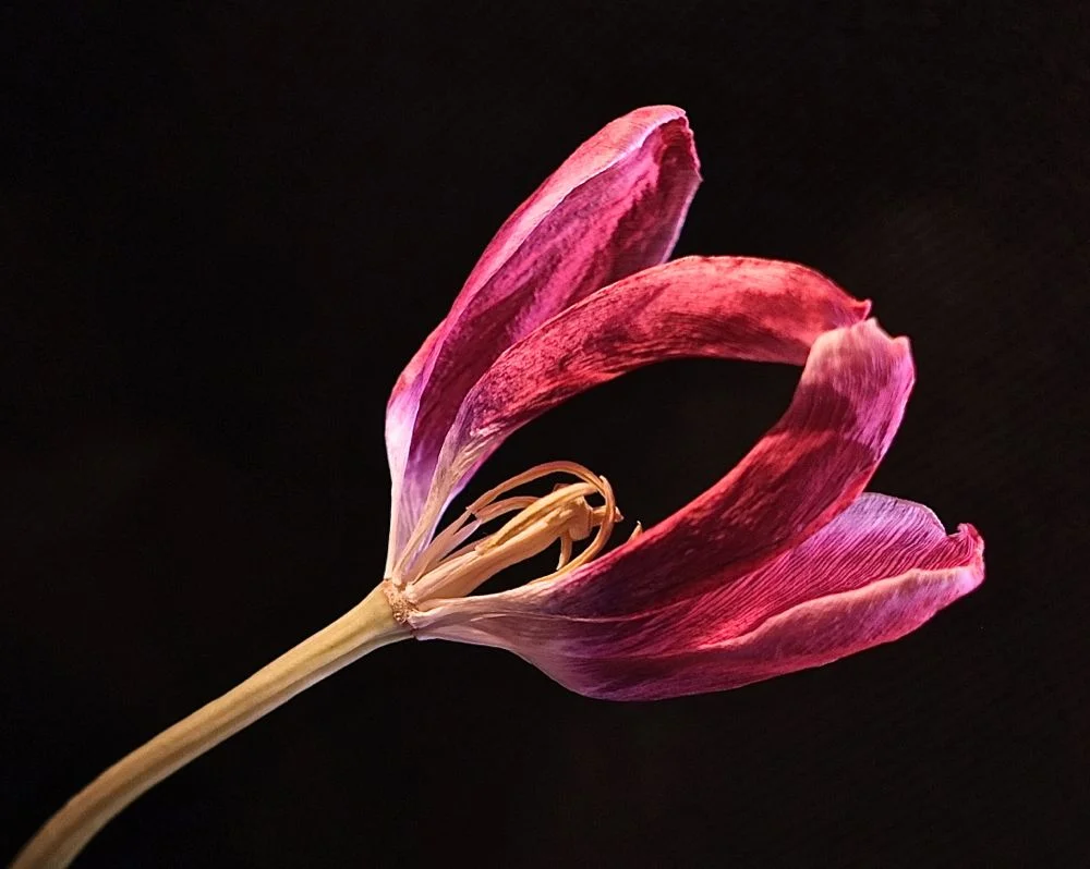 tulips3.jpg