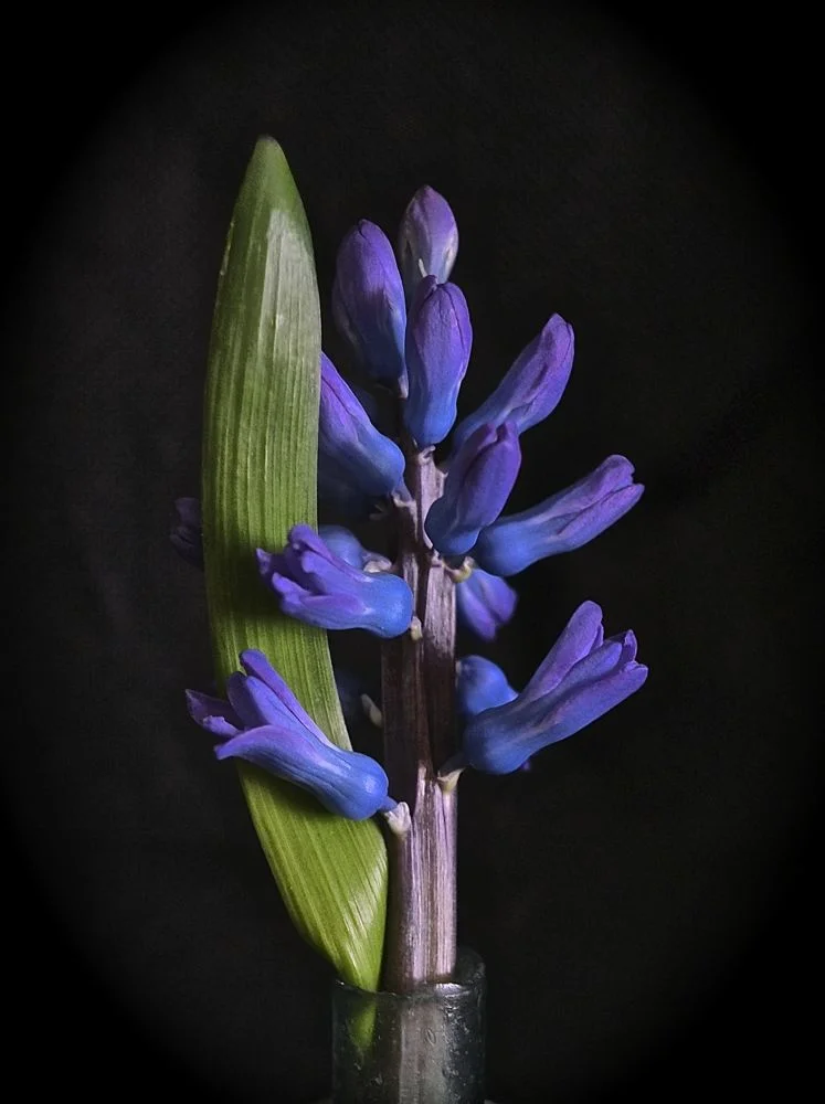 flora15.jpg