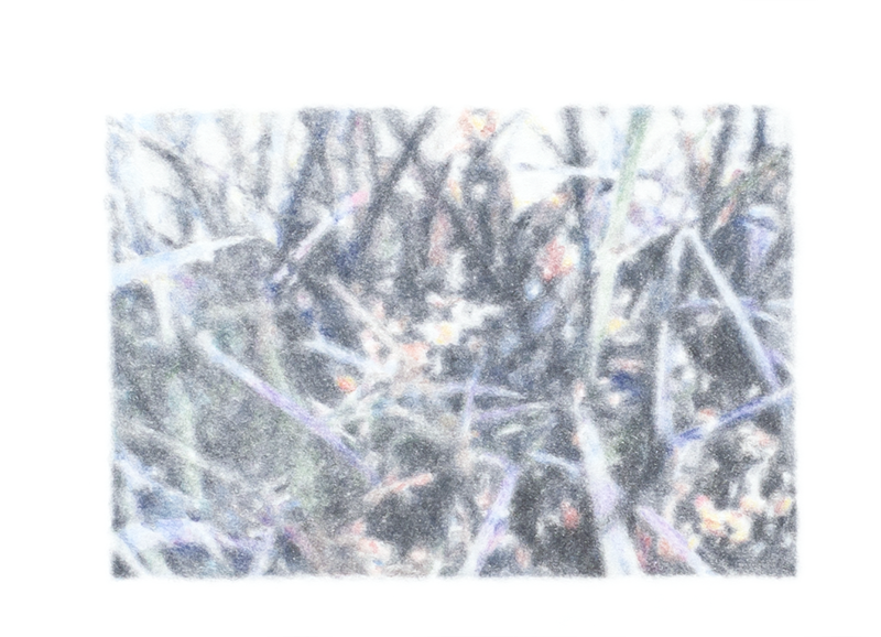    L'ophiogon nigresens est la seule plante à feuilles noires. ,color pencil on paper, 50x35cm, image : 11x8cm, 2013        