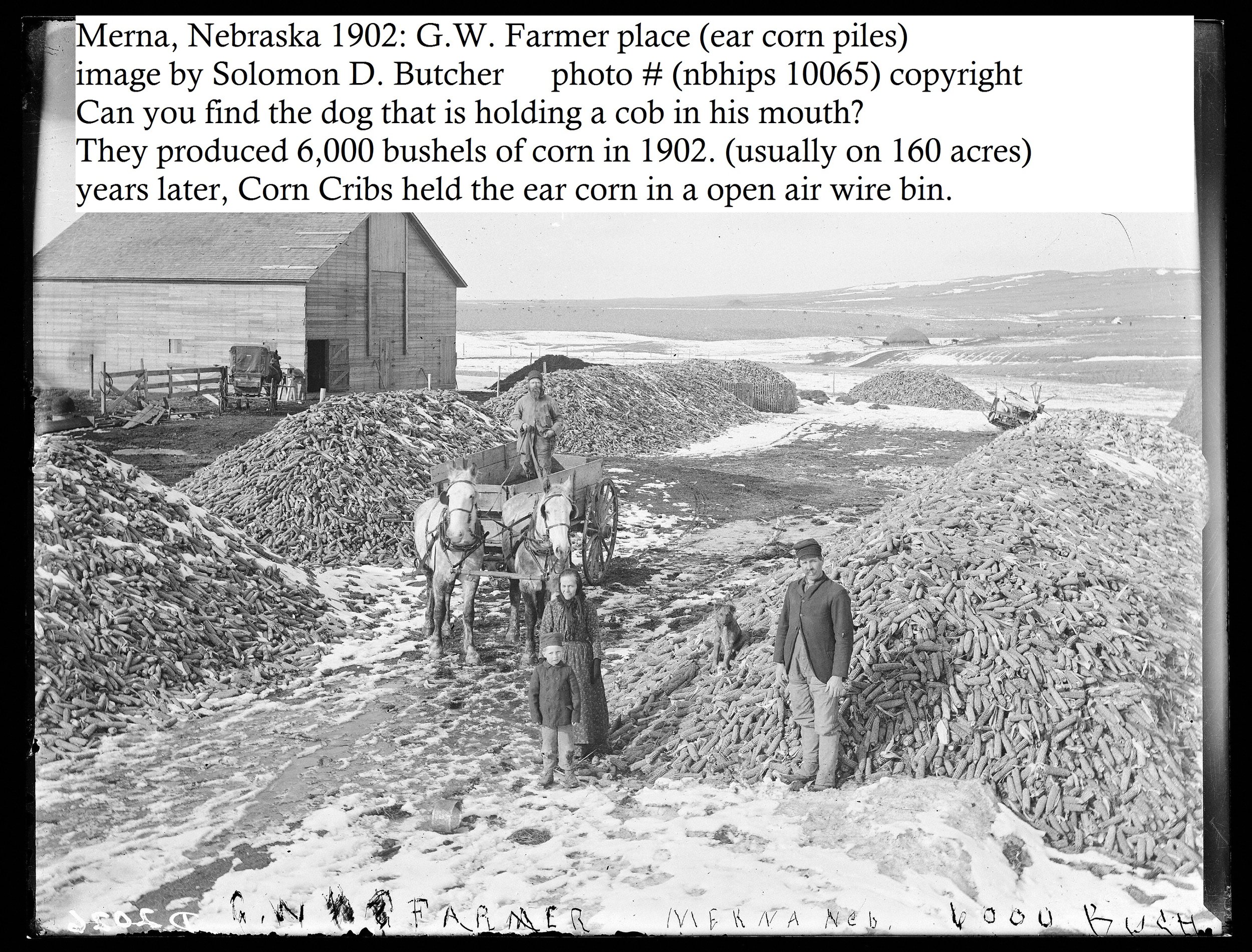 23 Butcher- Merna- GW Farmer place (ear corn piles)- 1902- 12448v.jpg