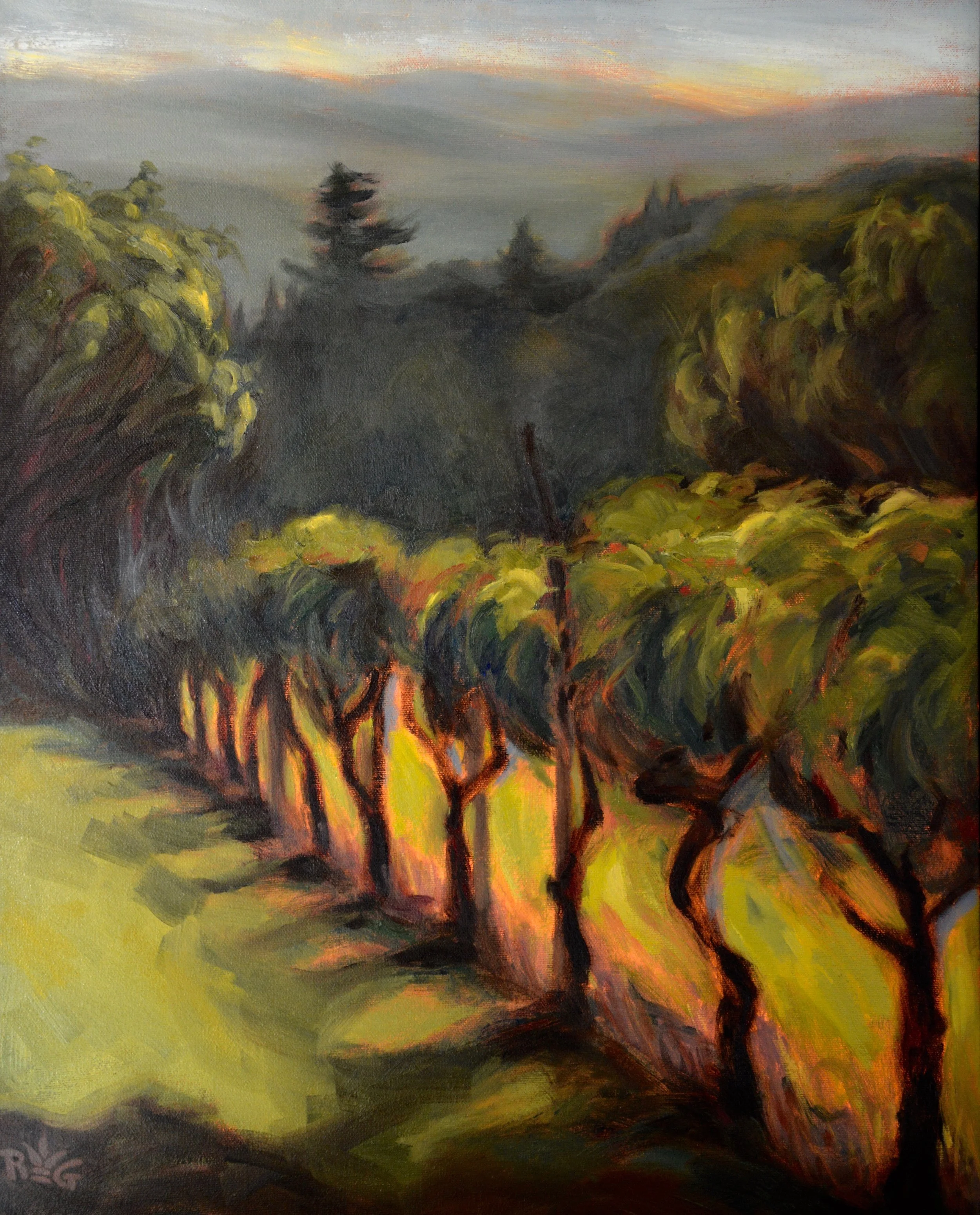 MORNING MIST in the VINEYARD, BUCINE, ITALY