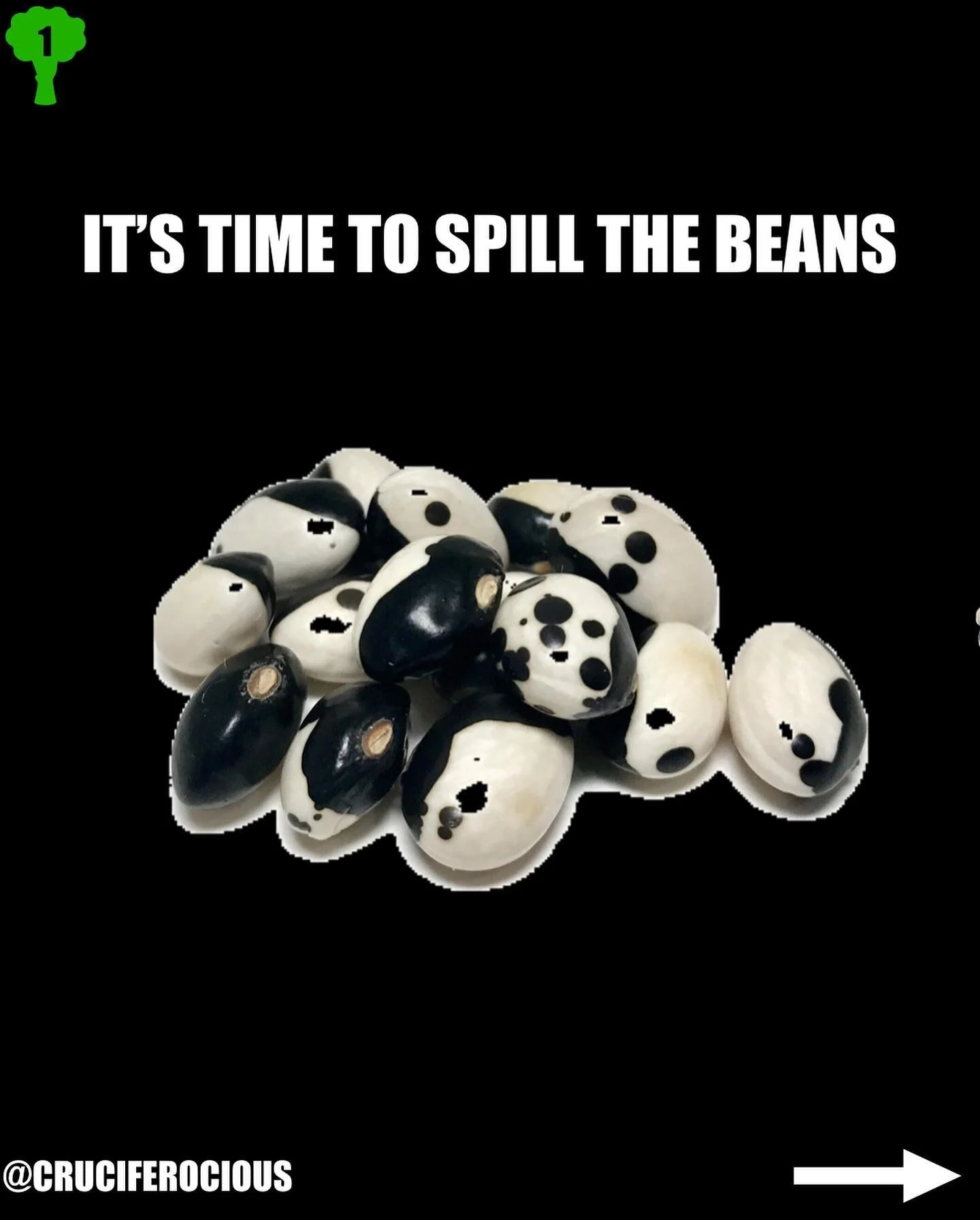 What&rsquo;s going on my fiber fanatics? I just love beans and wanted to share. As a nutrition professional first, and as a vegan person second. I can&rsquo;t really think of another food that can pack in fiber, protein, minerals, and folic acid quit