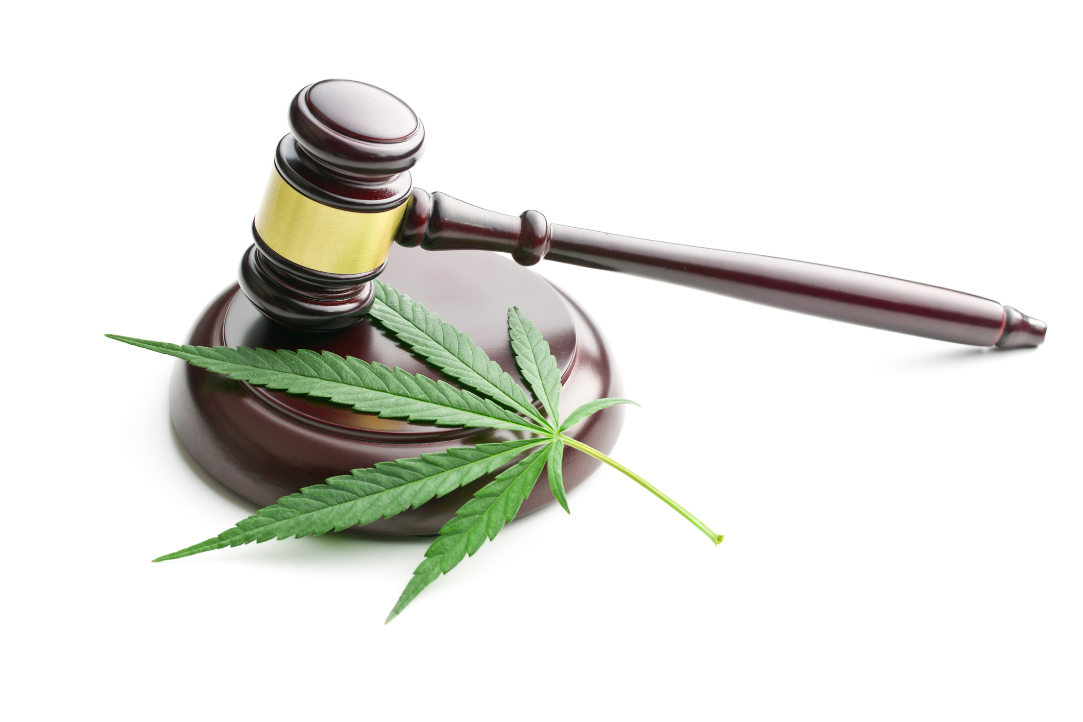Cannabis 3.jpg