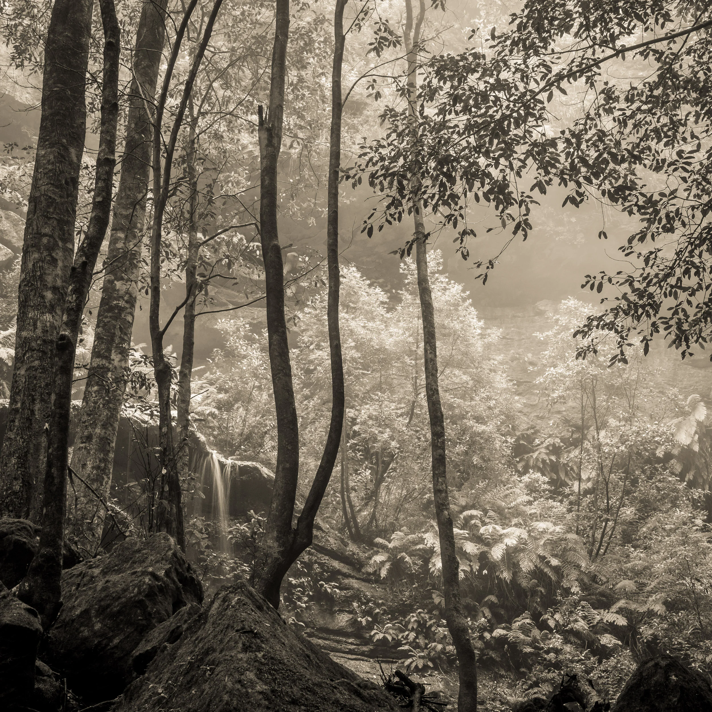 Furber Steps, below Witches Leap, The Greater Blue Mountains World Heritage Area - Copyright Len Metcalf 2017