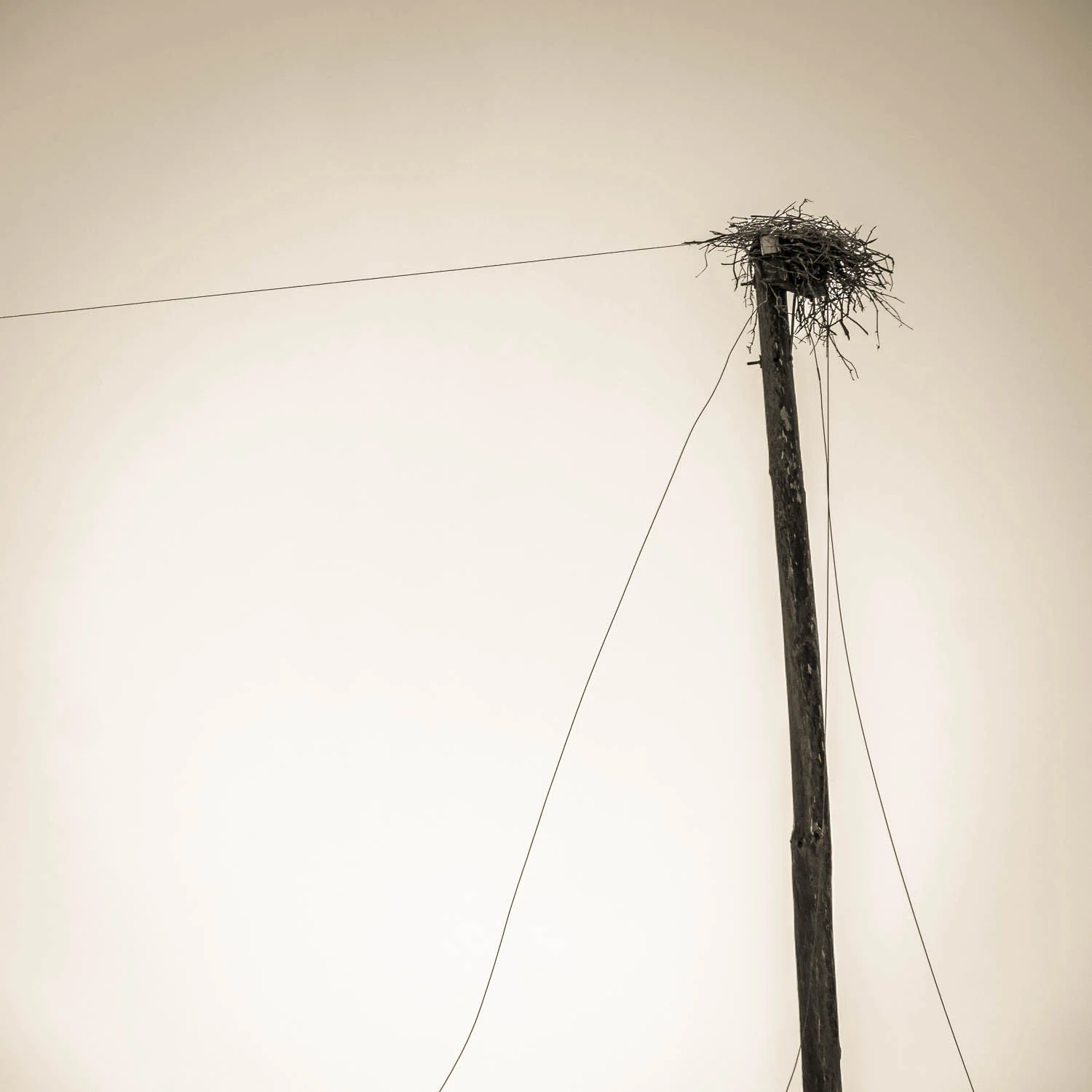 Birds Nest in South Africa, Photograph Copyright © Len Metcalf 2017