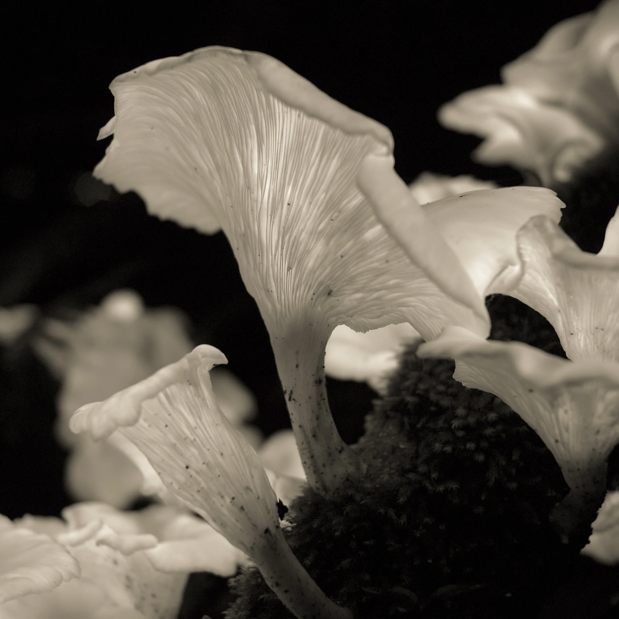      





















 
   
     “ But don’t be satisfied with stories, how things have gone with others. Unfold your own myth. ” 
   
   &mdash; Rumi 
 
    










































  

    
  
     

      

      
         
