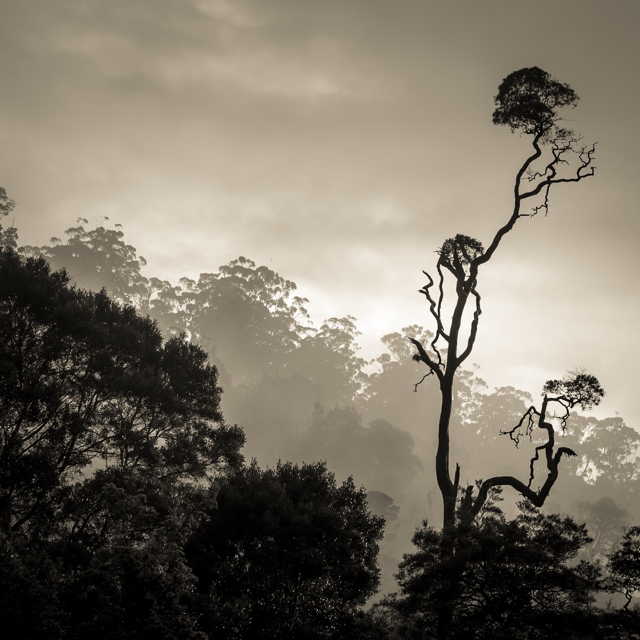      

 
   "Beautiful things don't ask for attention."  James Thurber, The Secret Life of Walter Mitty    
 






















    










































  

    
  
     

      

      
         
          
        
       