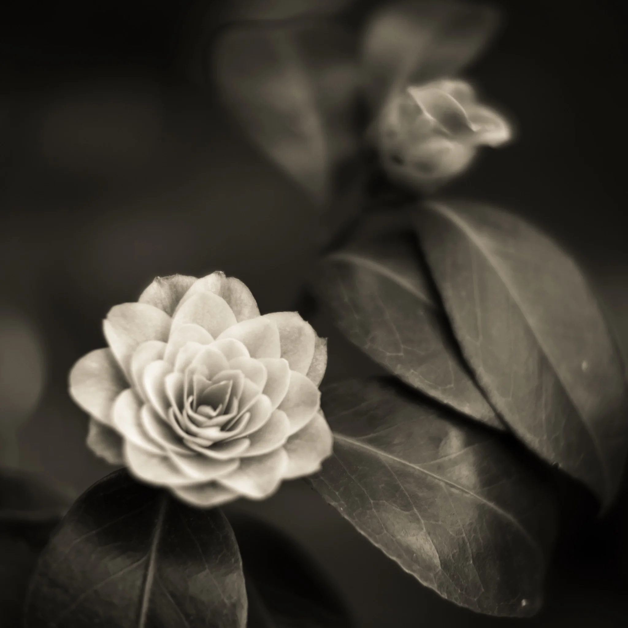      





















 
   
     “ Don’t shoot ‘till the subject hits you in the pit of your stomach. ” 
   
   &mdash; Lisette Model 
 
    










































  

    
  
     

      

      
         
          
      