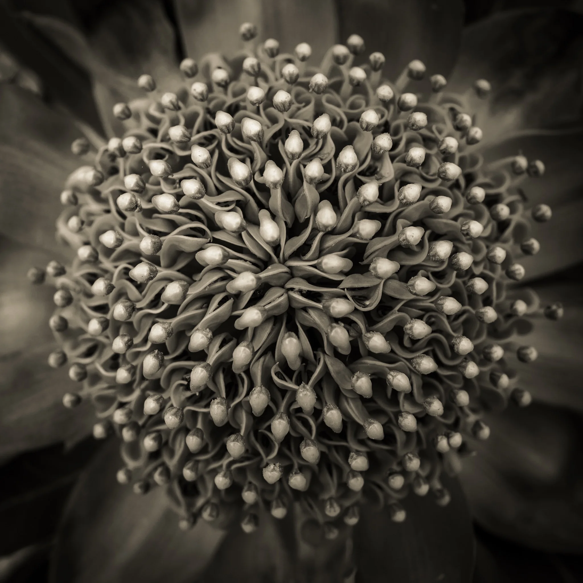      

 
   “Every other artist begins with a blank canvas, a piece of paper the photographer begins with the finished product.”   – Edward Steichen 
 






















    










































  

    
  
     

      

  