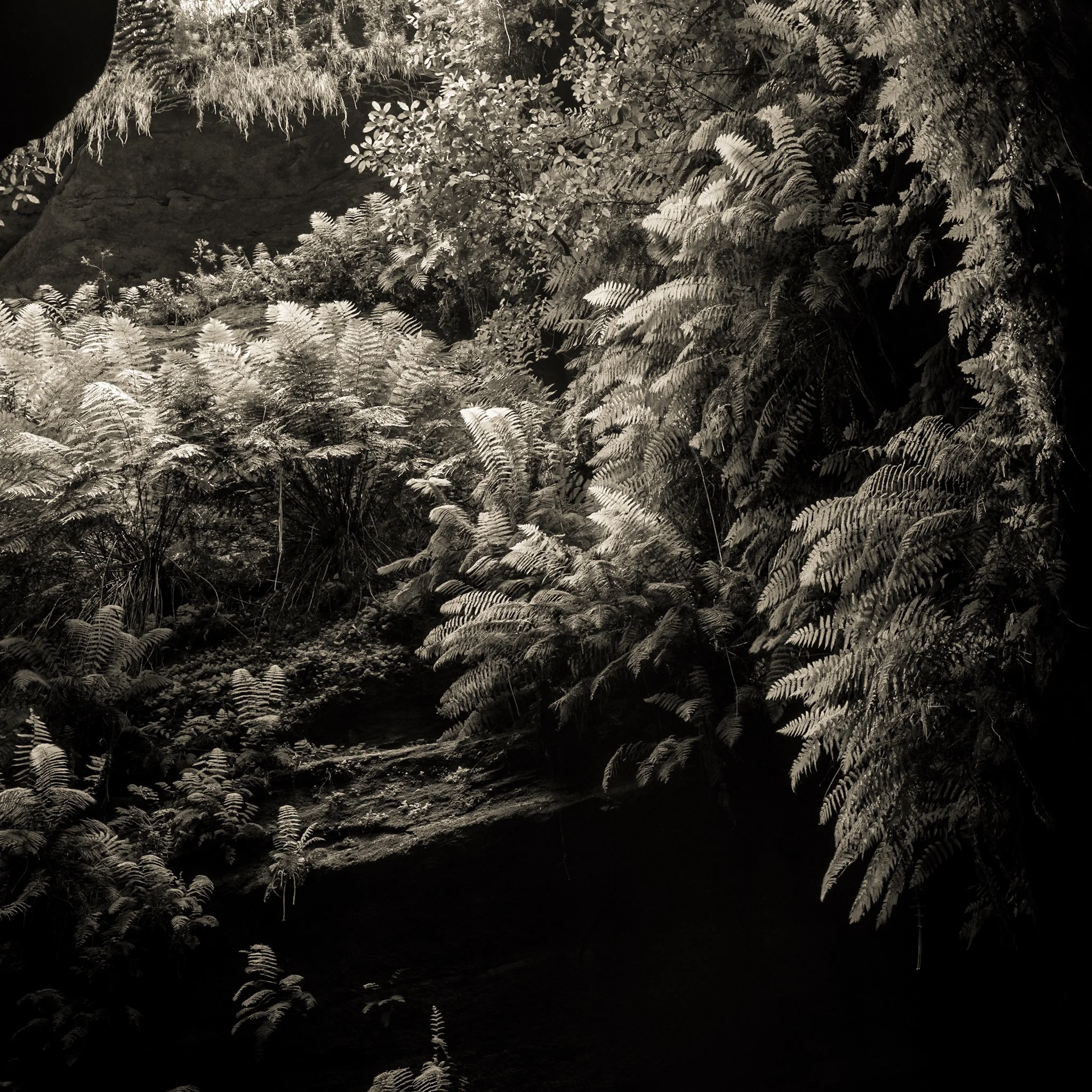 Canyon Ferns