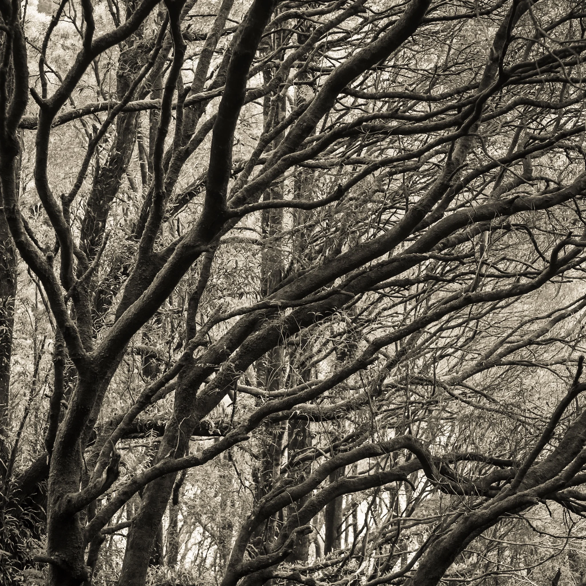 Wandering