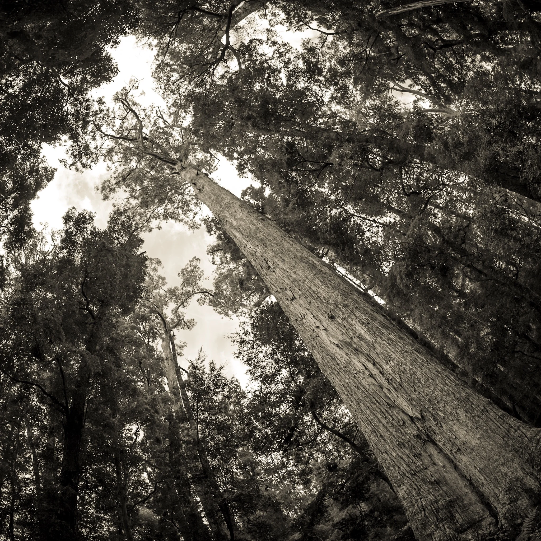 The last tree