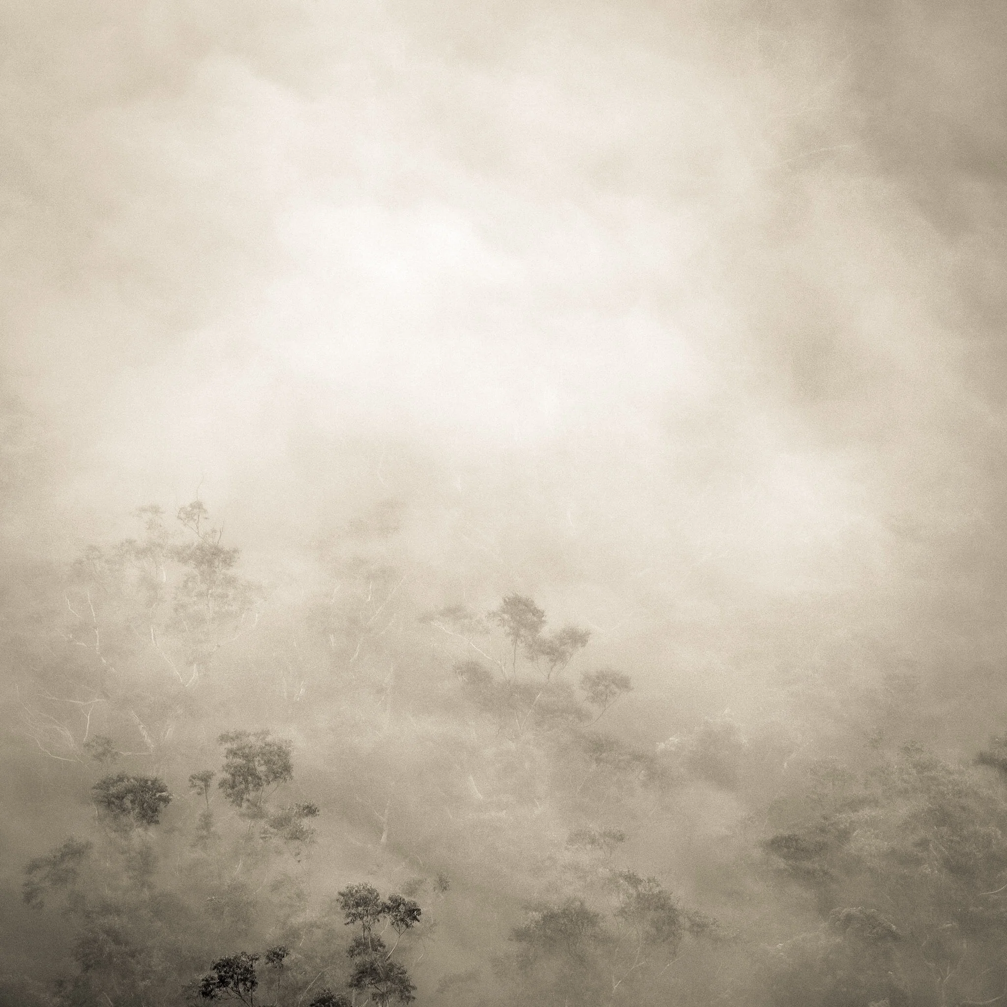 Misty mountain trees