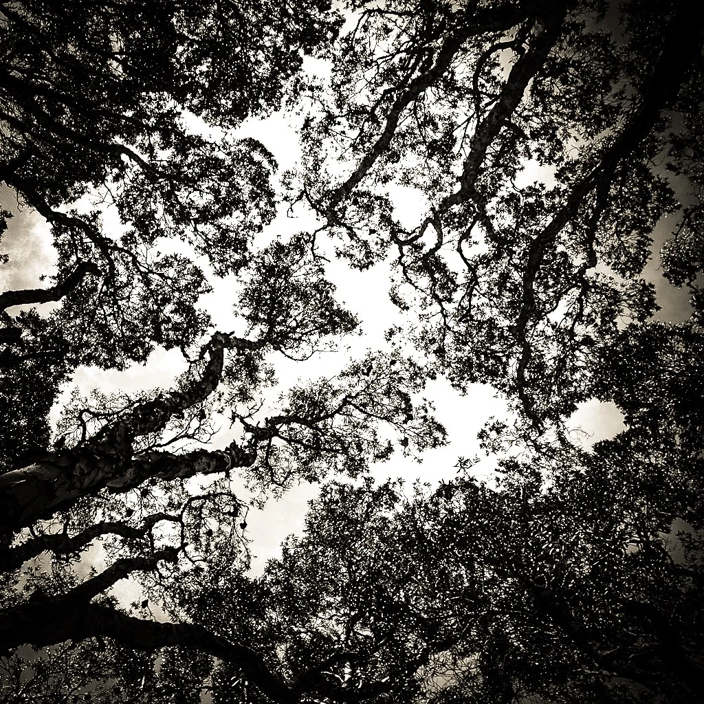 Crown shyness 