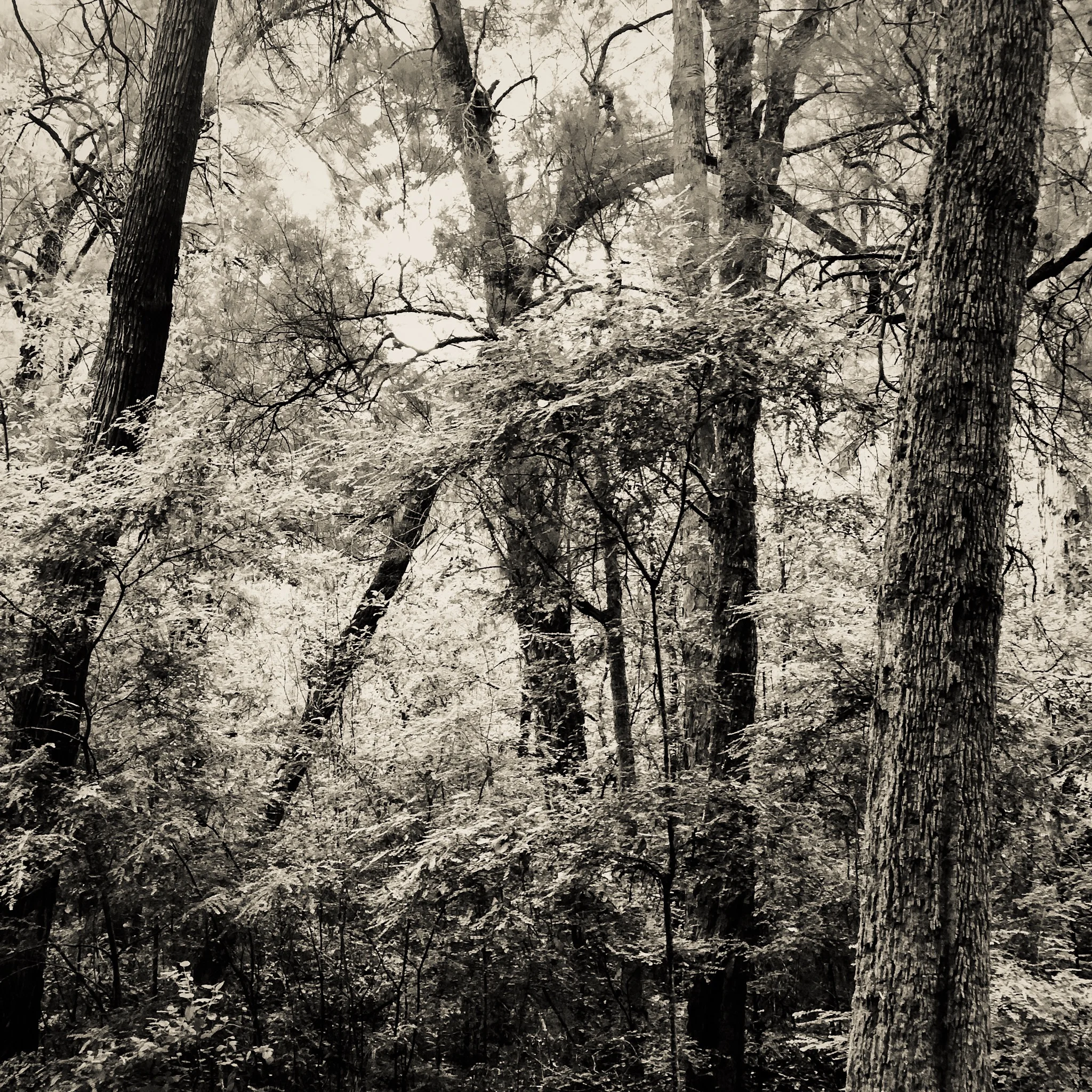 Warren River National Park