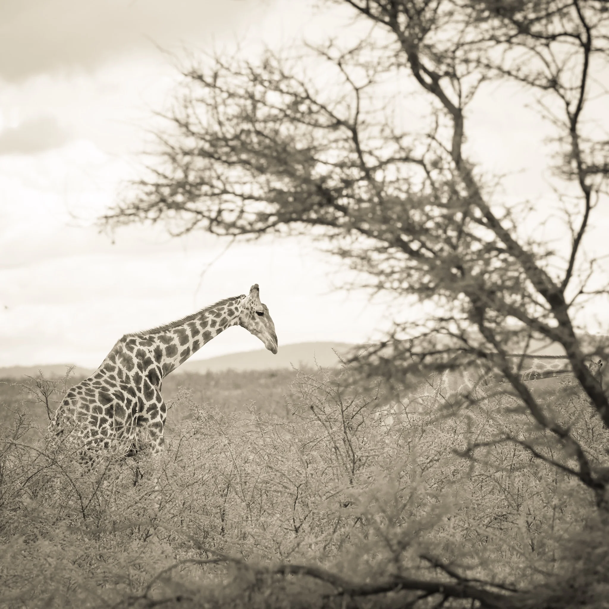 How to squeeze your camera shutter