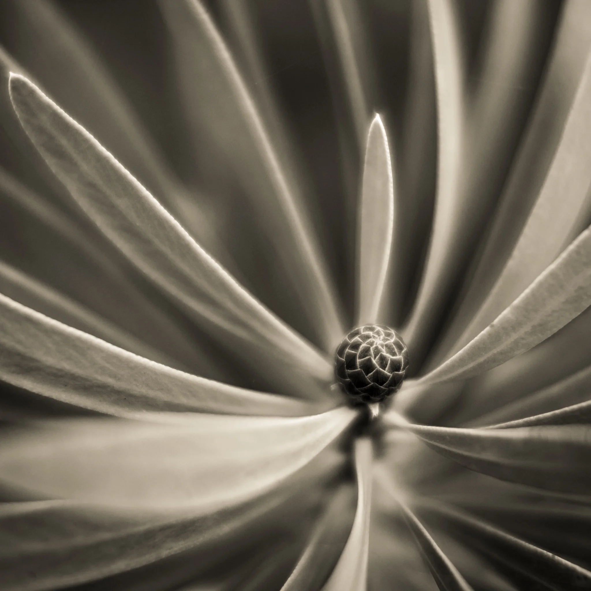 Bud