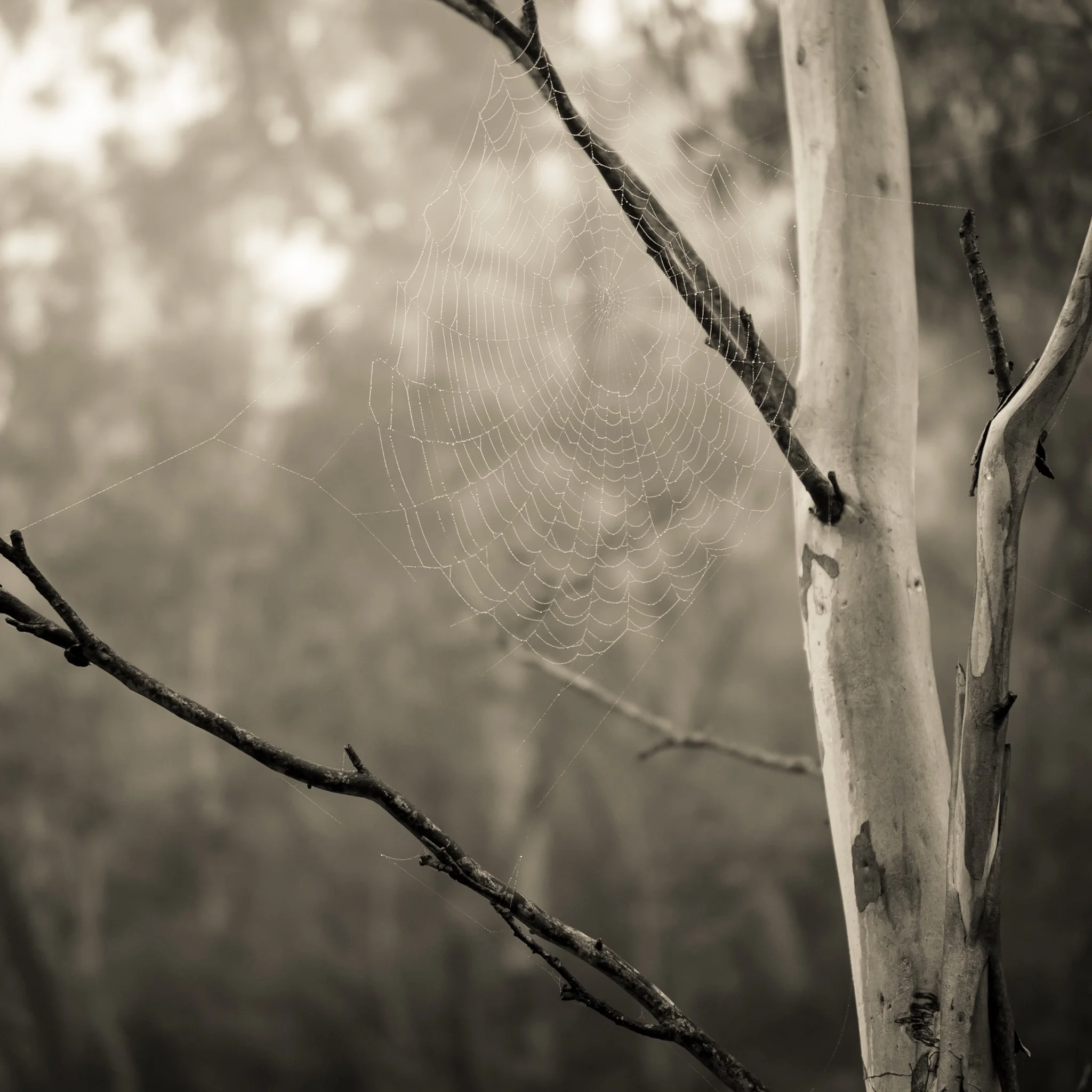 Spiders Web