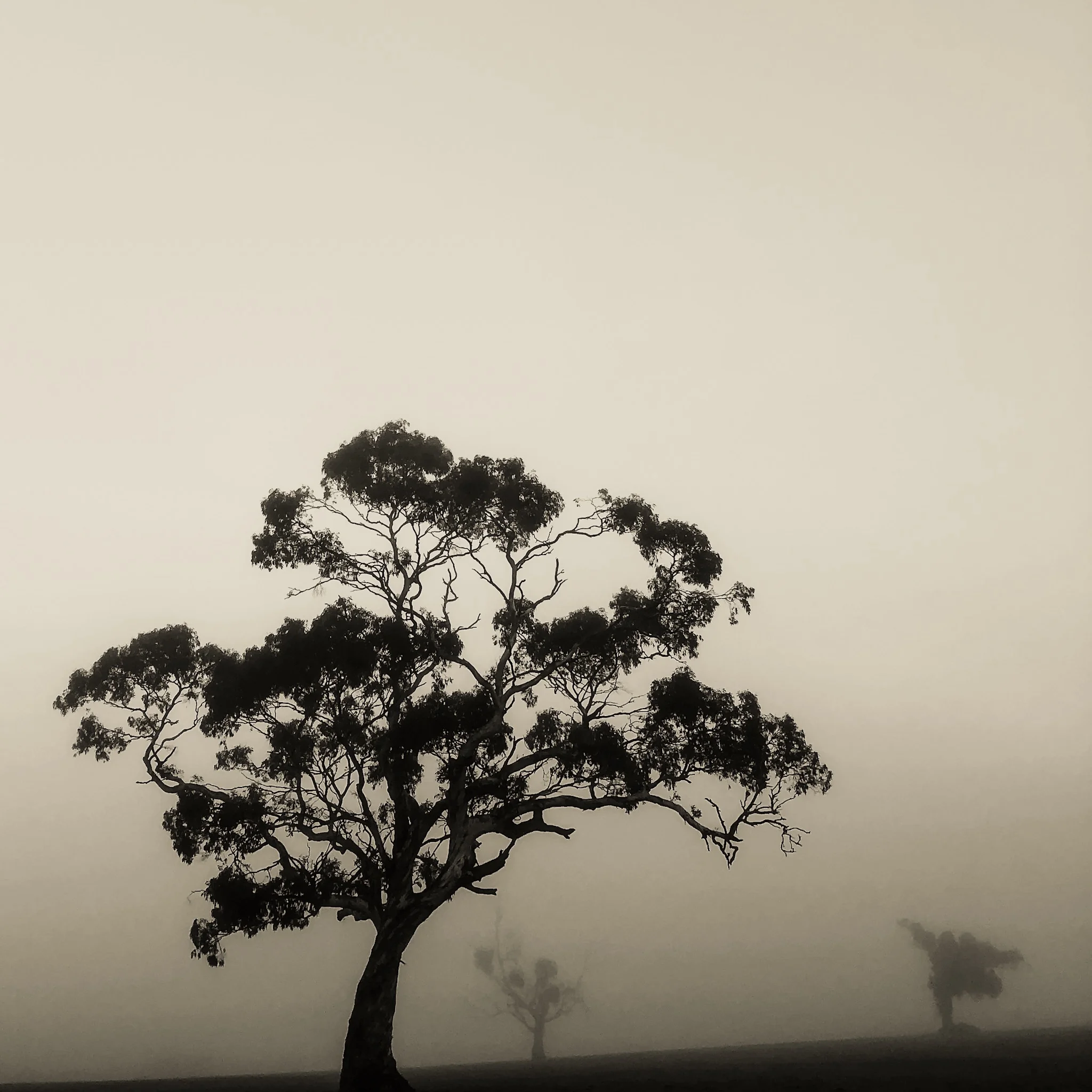 Barossa Valley Mist