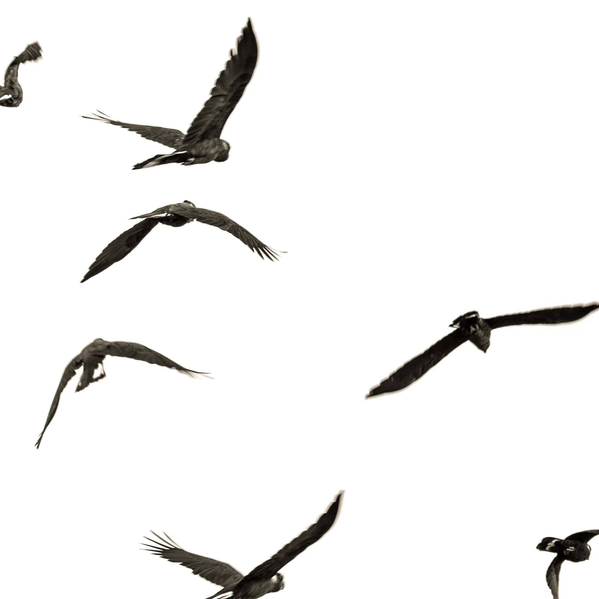 White tail black cockatoos