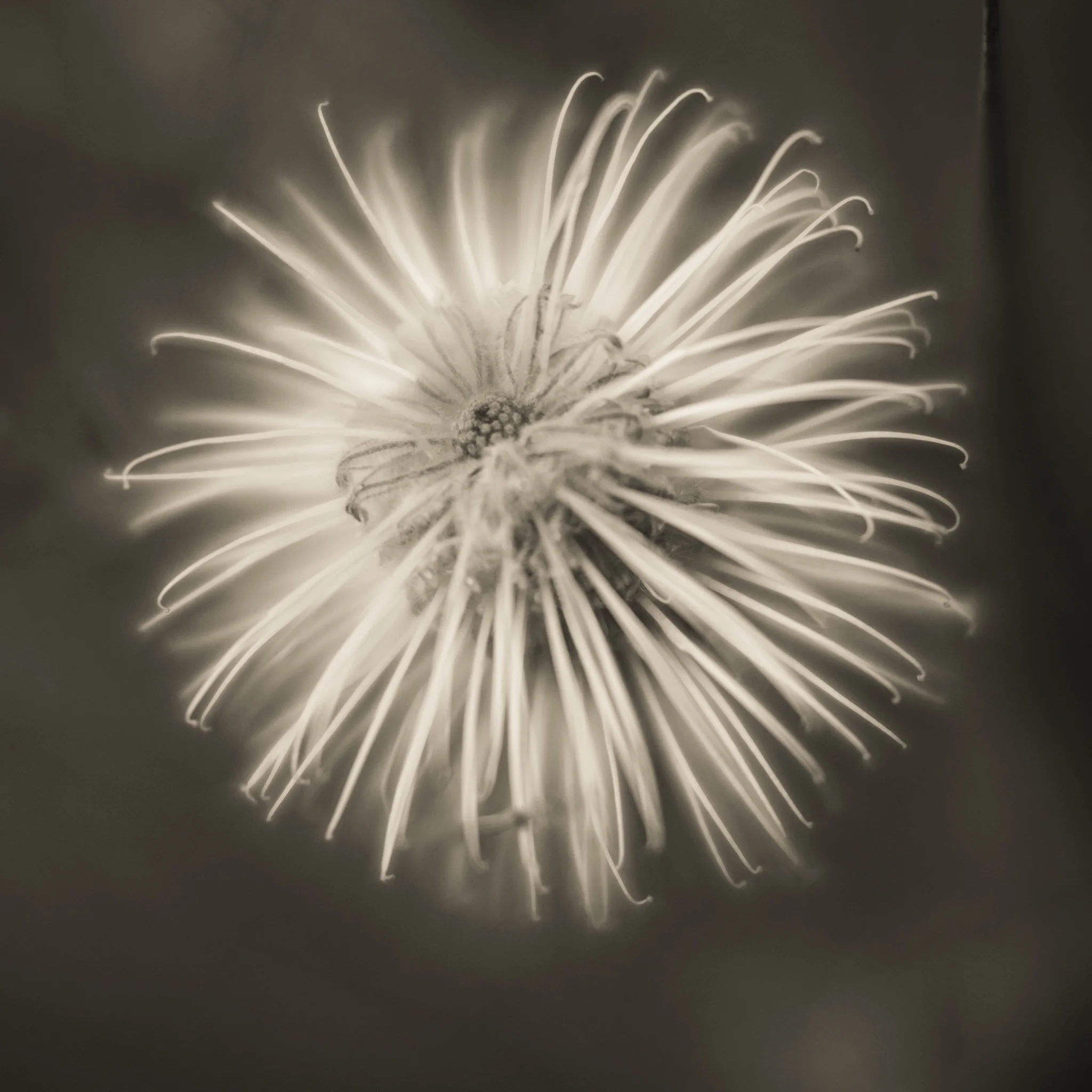 Bottle brush