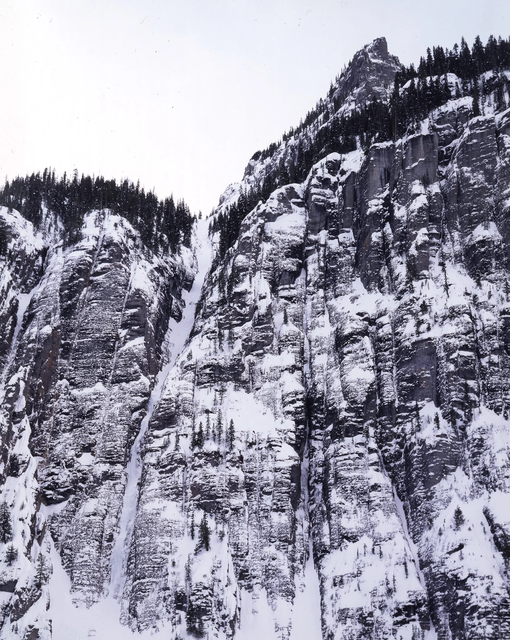 Bird Brain Boulevard