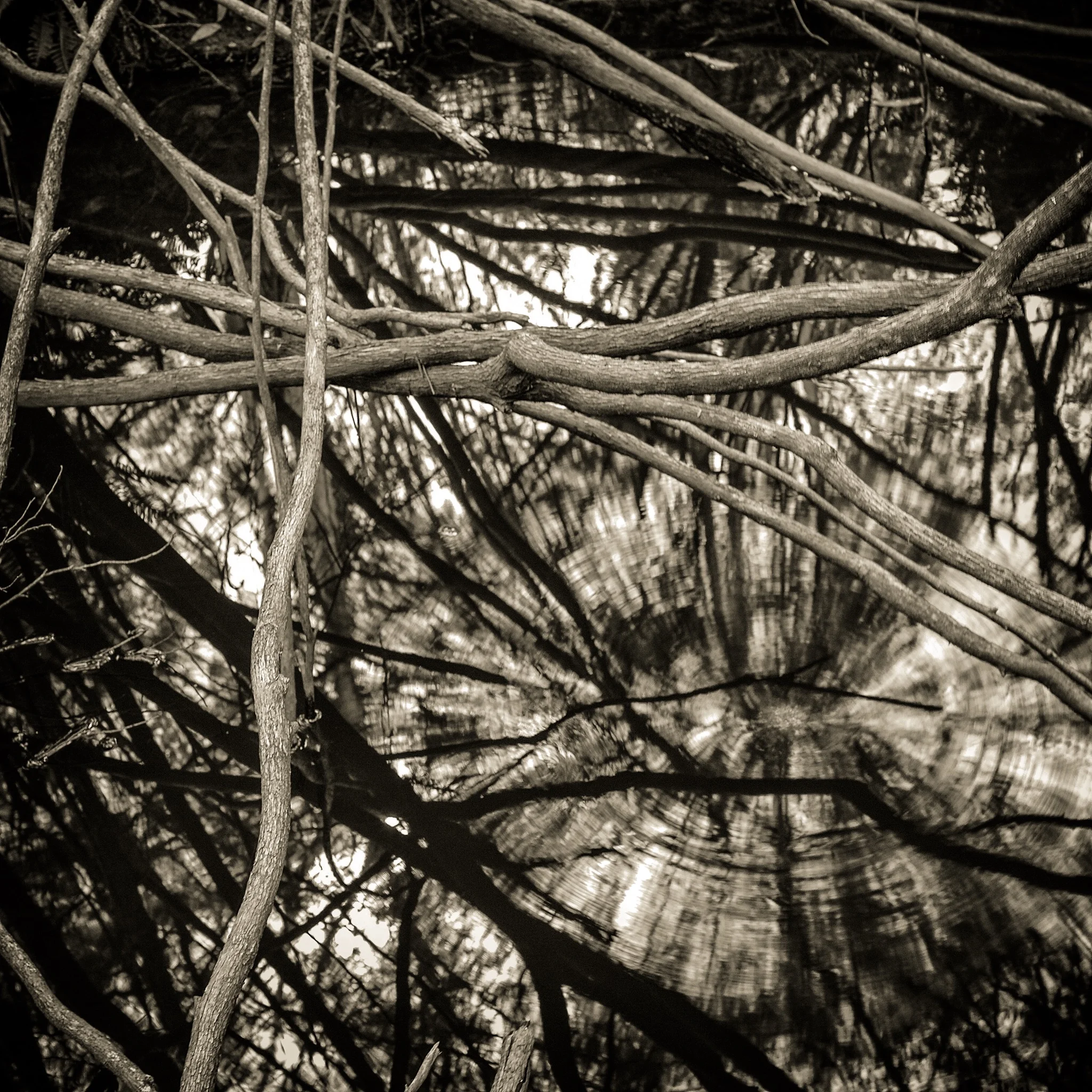 The Intimate Landscape 